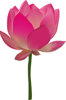 Ilustrație cu floare de lotus roz Fundal
