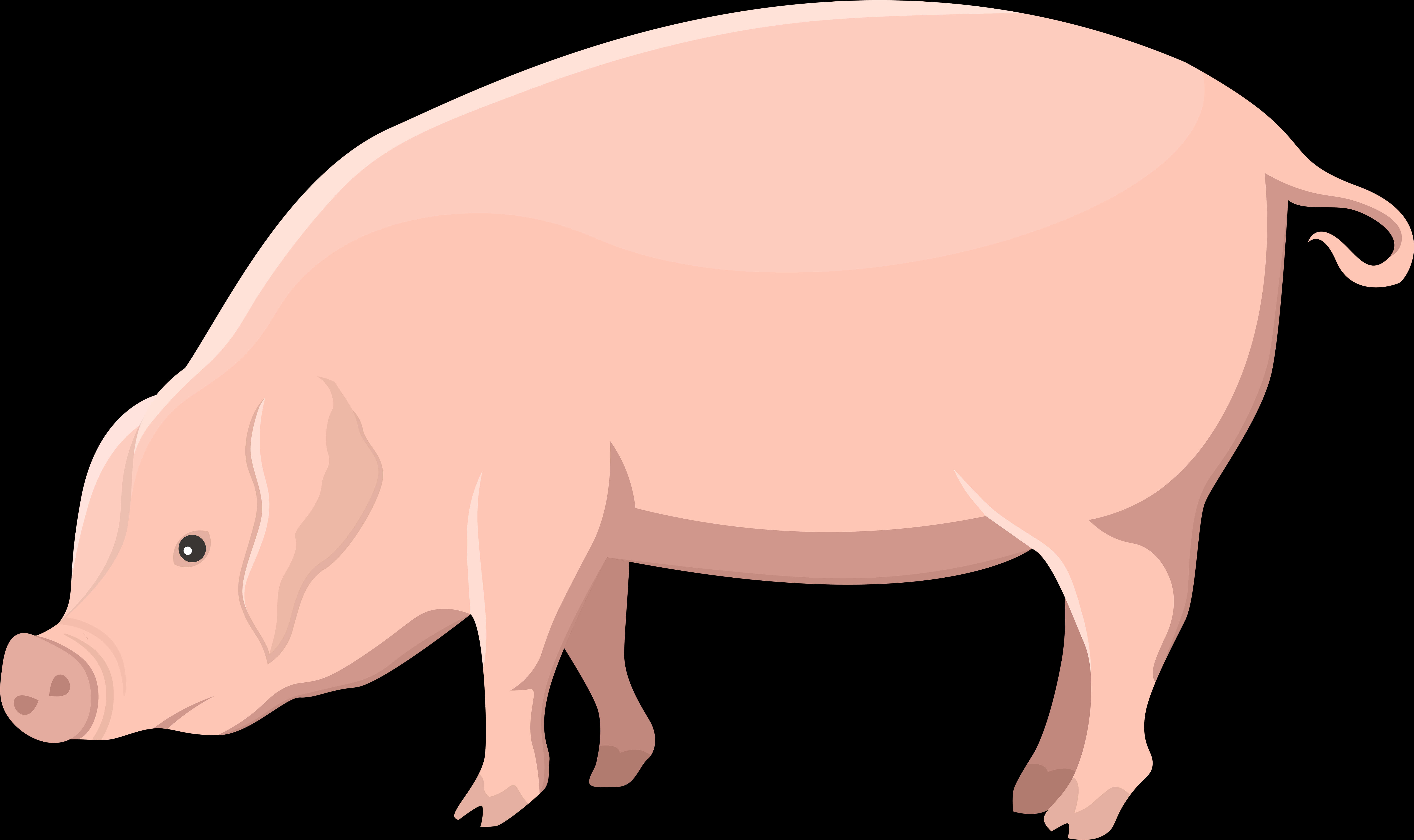 Ilustrație cu porc desenat Fundal