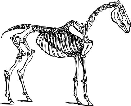 Ilustrație de schelet de cal Fundal