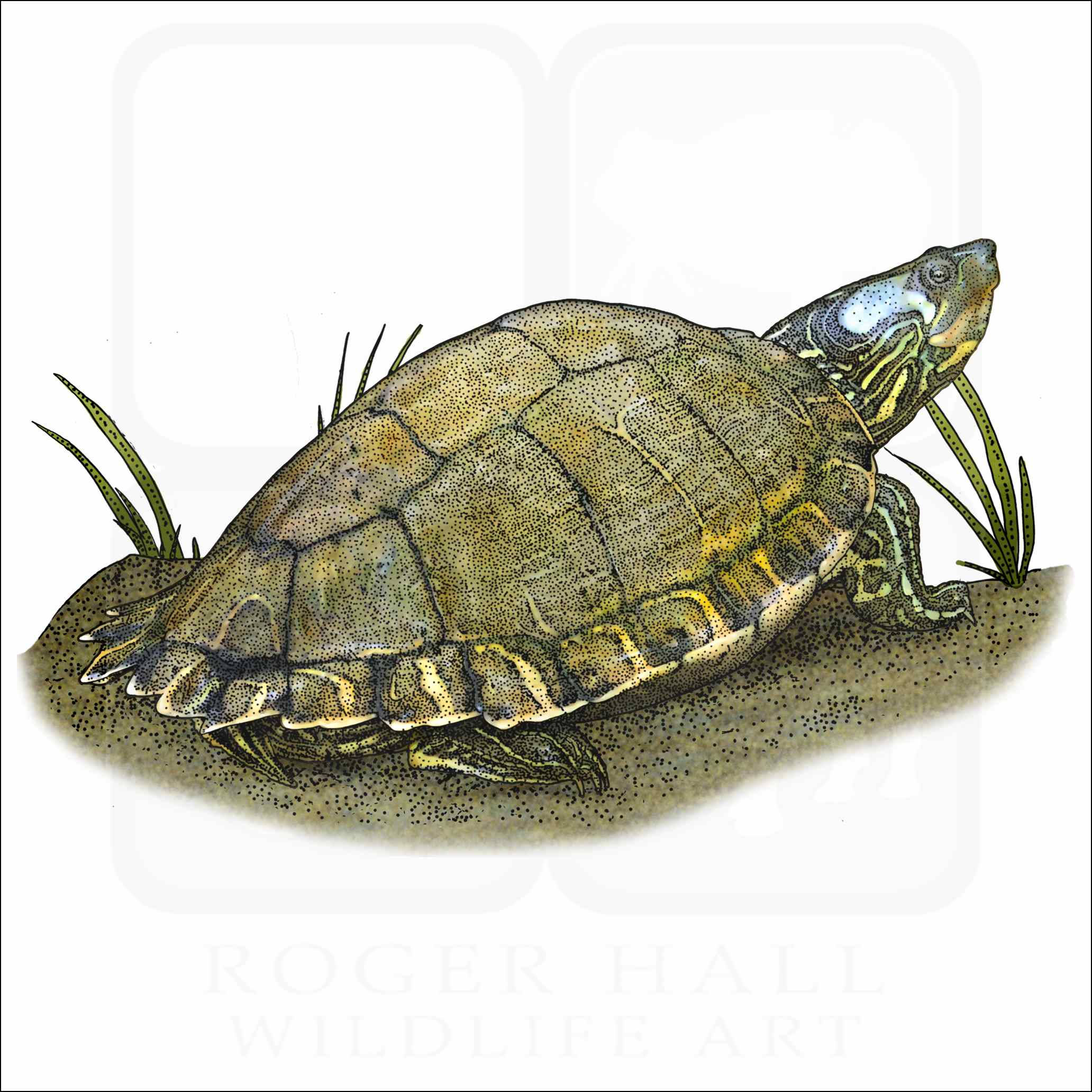 Ilustrație de țestă de harta Escambia Fundal