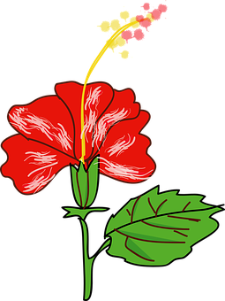 Ilustrație vectorială cu hibiscus roșu Fundal