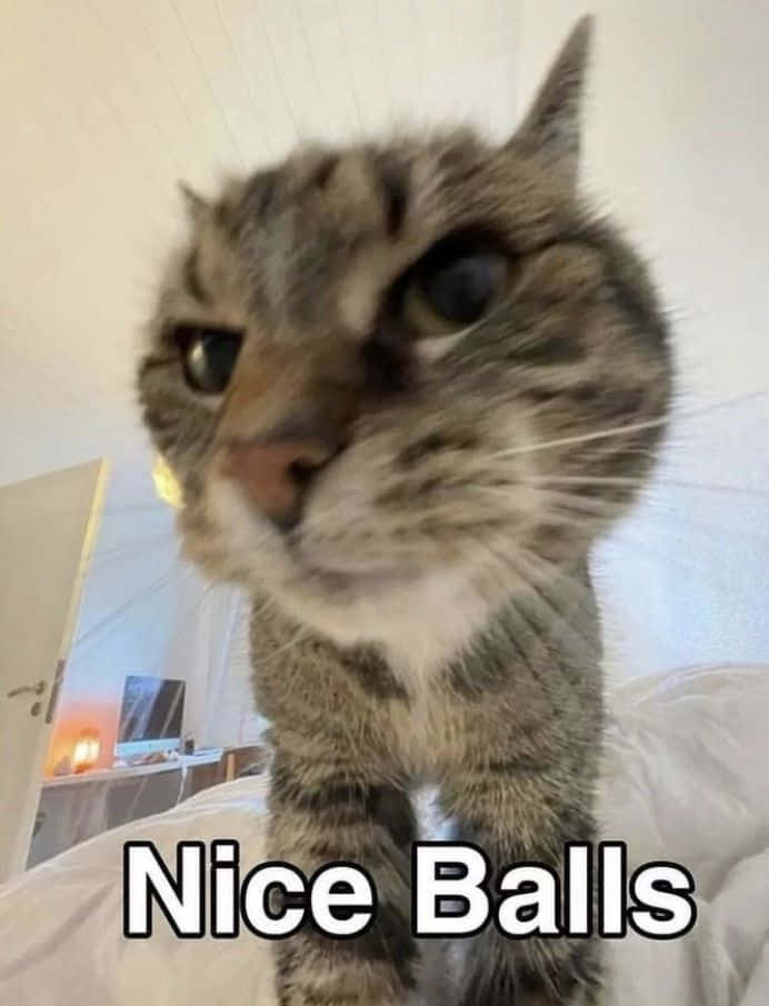 Imagine amuzantă cu pisică meme Goofy Ahh cu textul Nice Balls Fundal