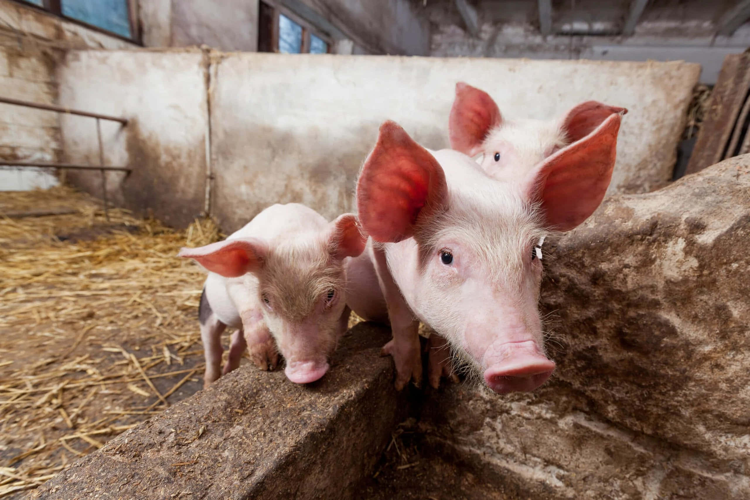 Imagine Animale de Fermă Bucurându-se de O Zi Frumoasă Fundal