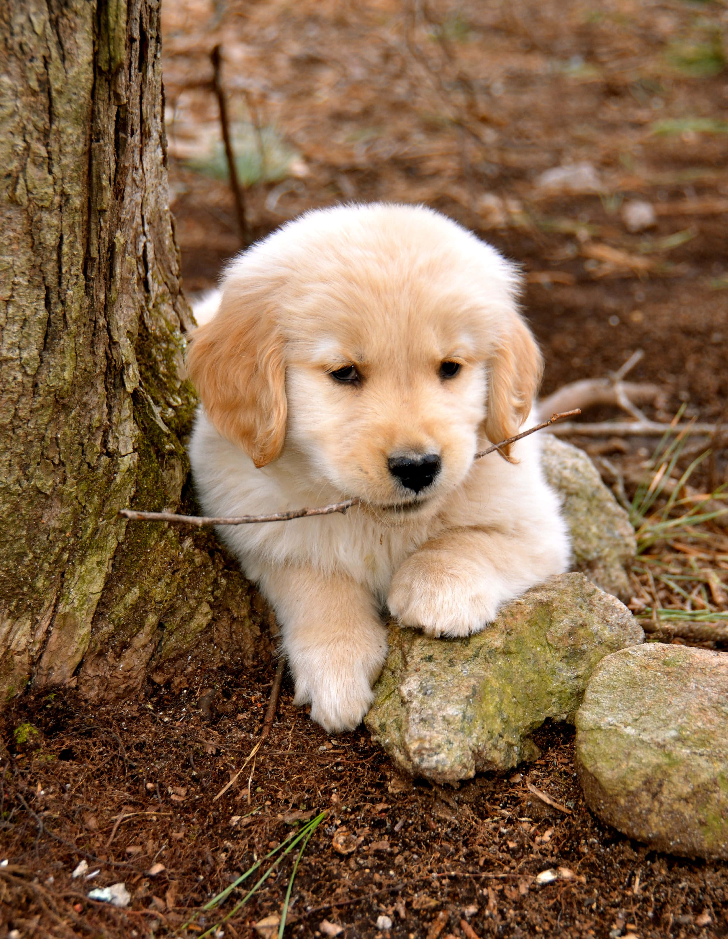 Imagine Cățeluș Golden Retriever cu Băț Fundal