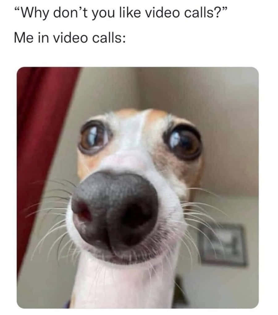 Imagine cu câine cu ochi mari meme Fundal