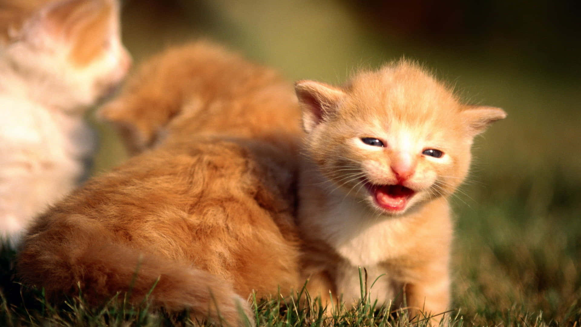 Imagine cu pisoi tabby Fundal