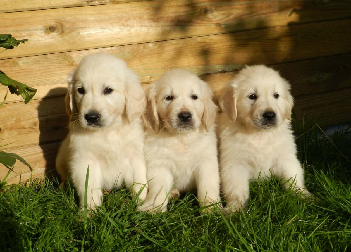 Imagine cu trei cățeluși Golden Retriever Fundal