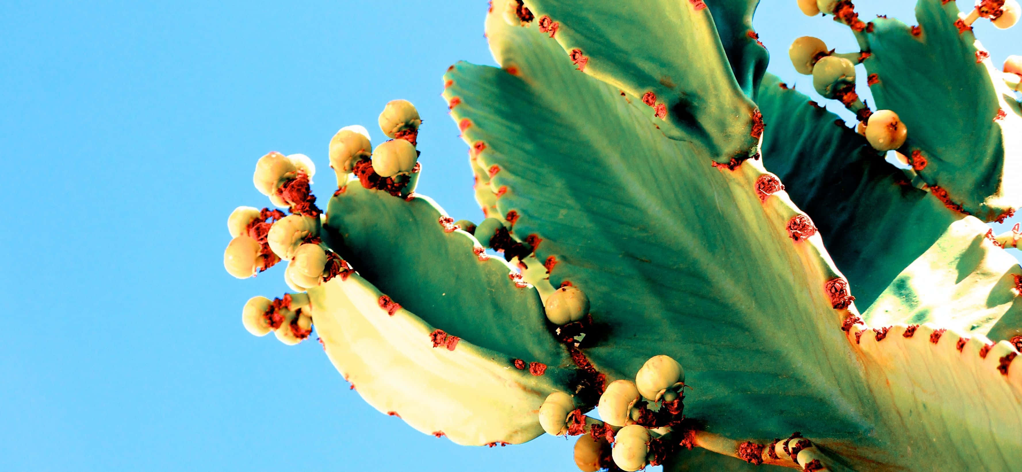 Imagine de vară cu cactus care sângerează Fundal