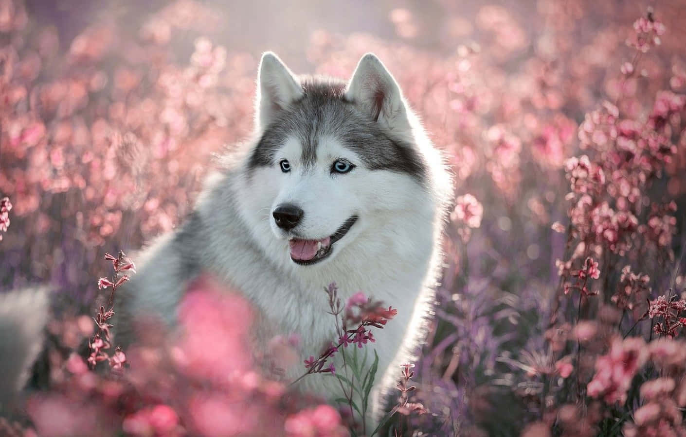 Imagine drăguță cu Husky și flori roz Fundal