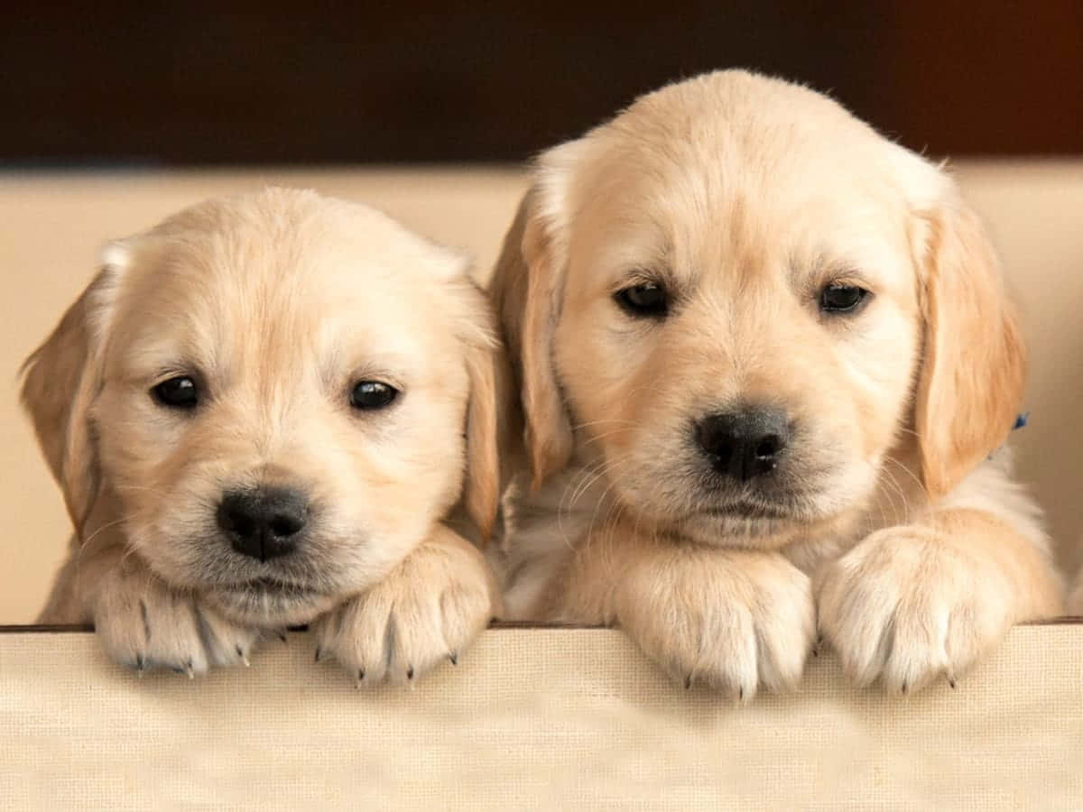 Imagine drăguță cu un Labrador Retriever Fundal