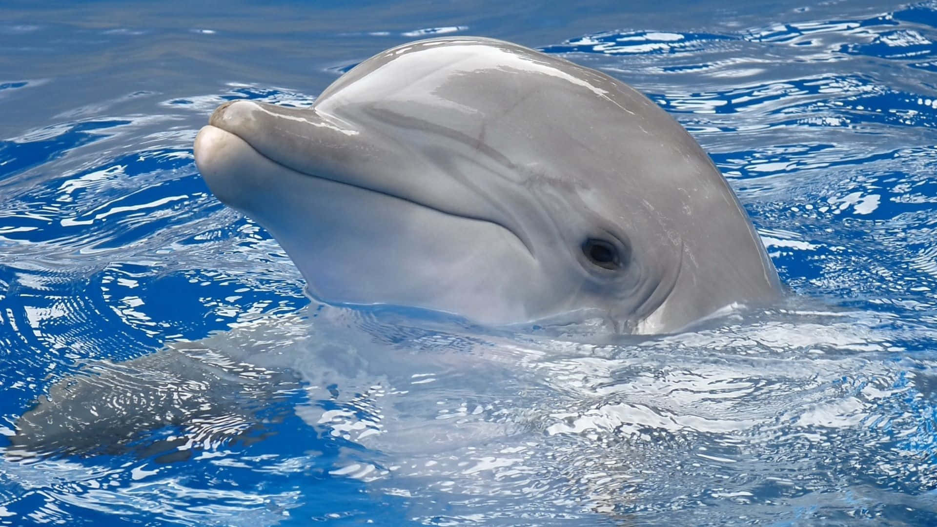 Imagine Drăguță Delfin la Suprafață Fundal
