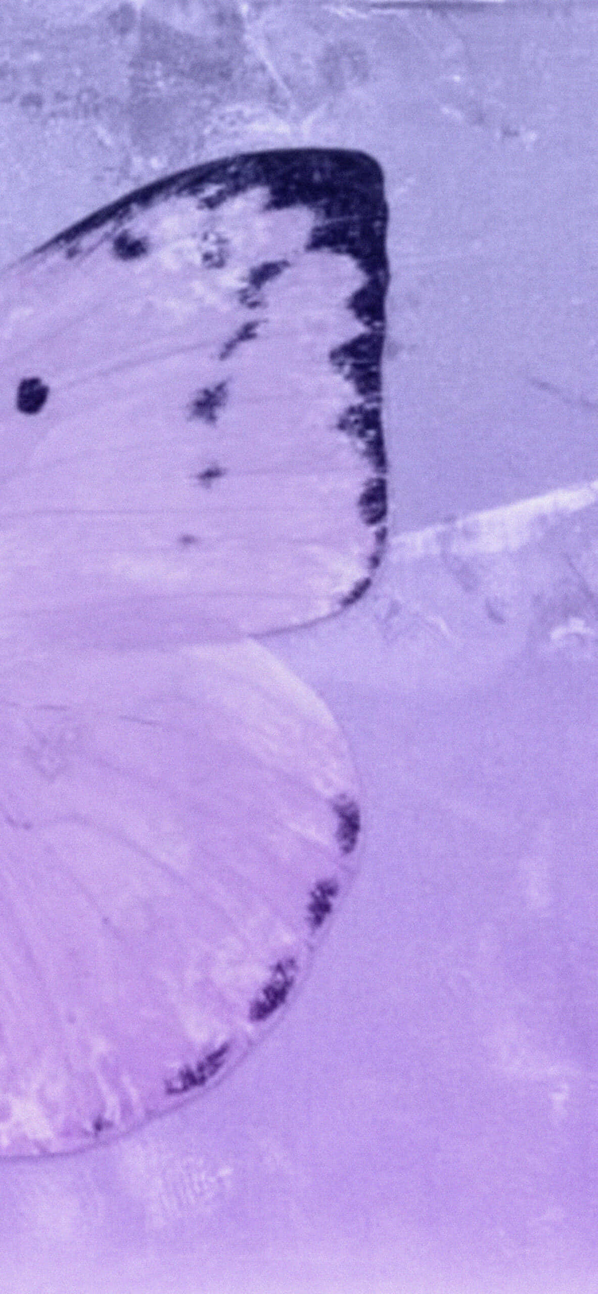 Imagine Estetică de Aripi de Flutur Violet Fundal