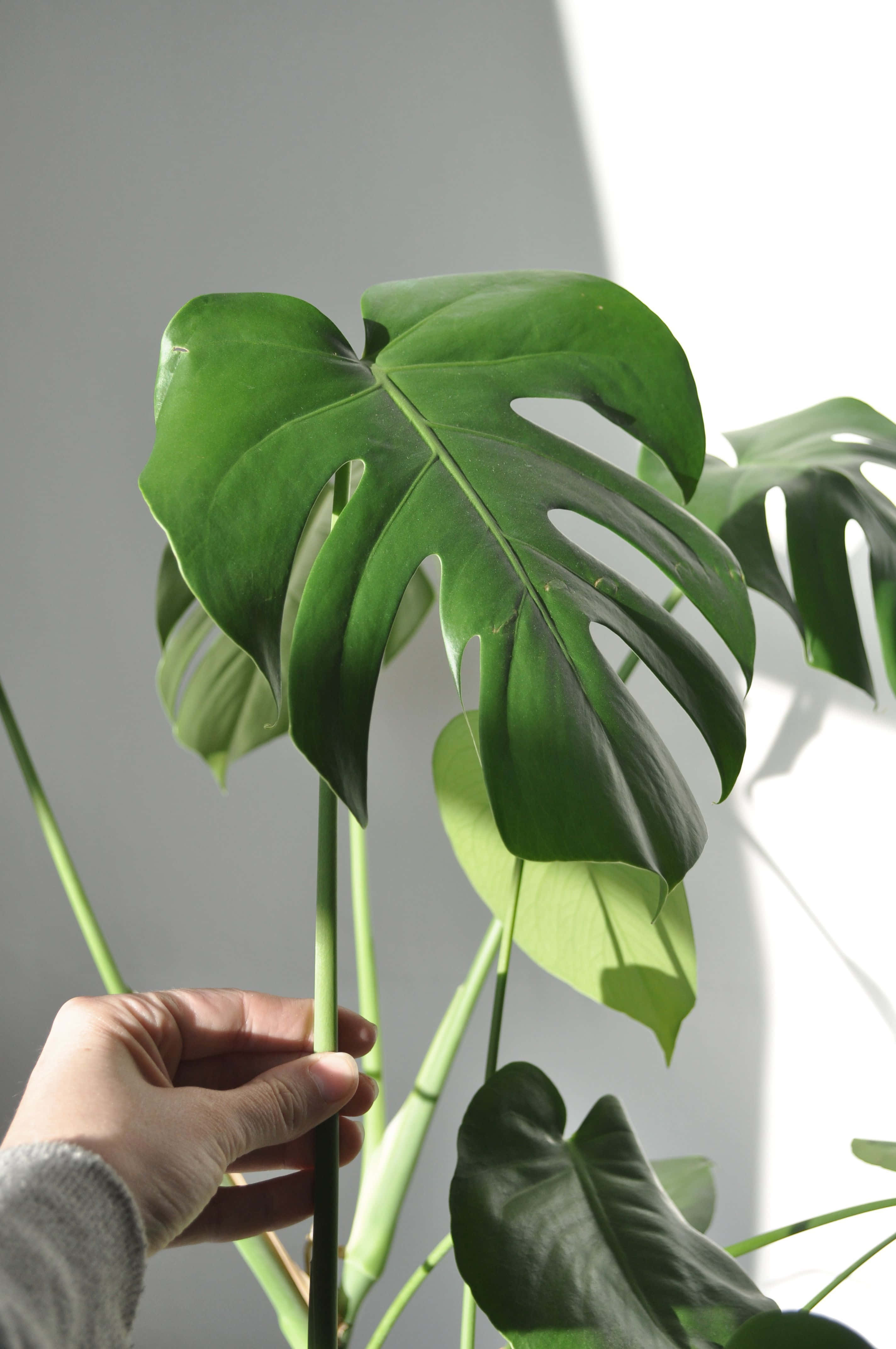 Imagine estetică verde de plantă brânză elvețiană Fundal