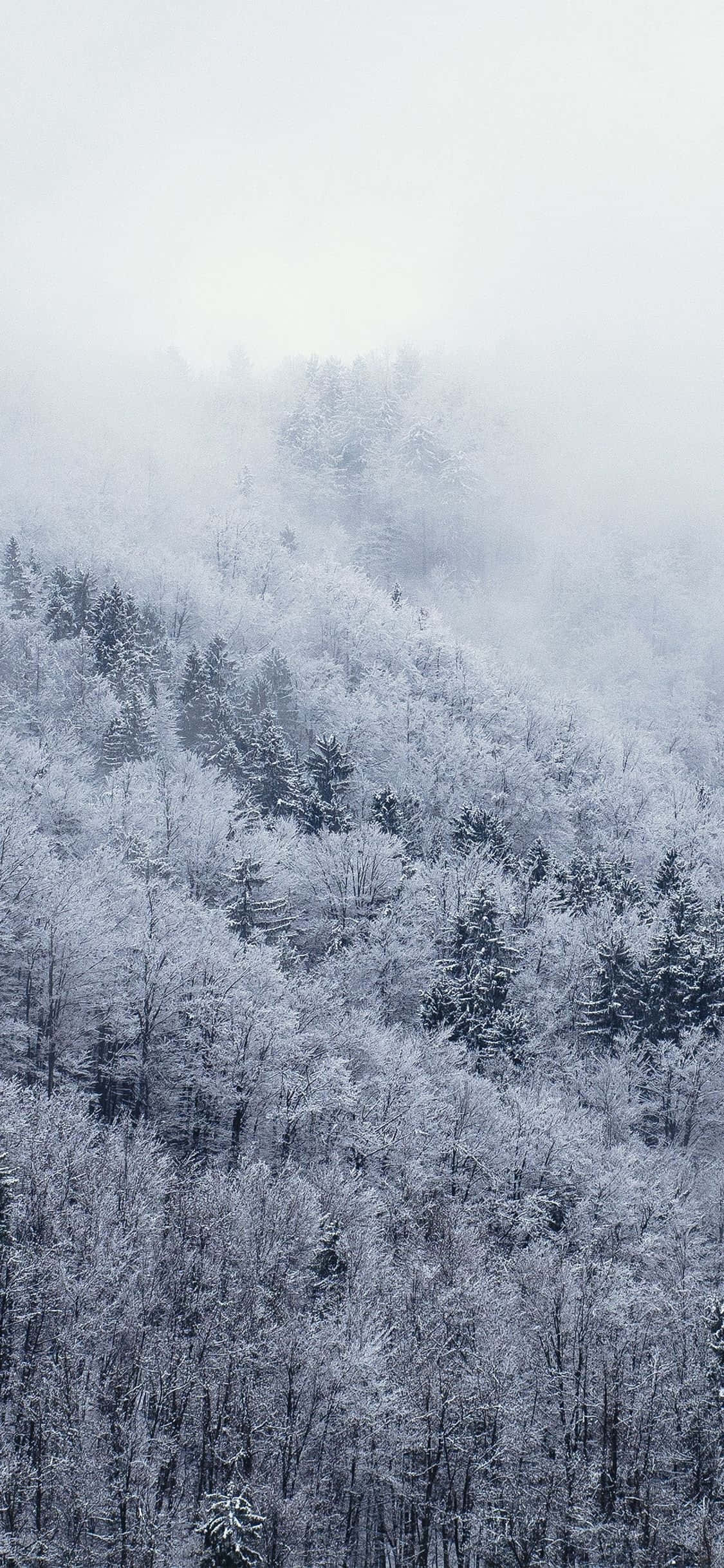 Imagine Explorează Minunata Iarnă Albă cu iPhone-ul Zăpadă Fundal