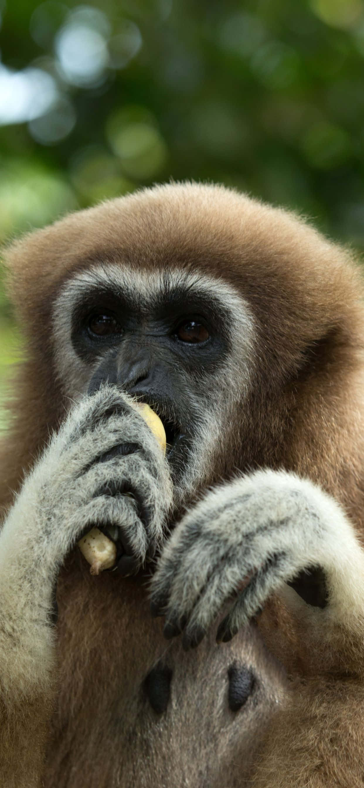 Imagine Gibbon relaxându-se pe un Apple iPhone Xs Max Fundal
