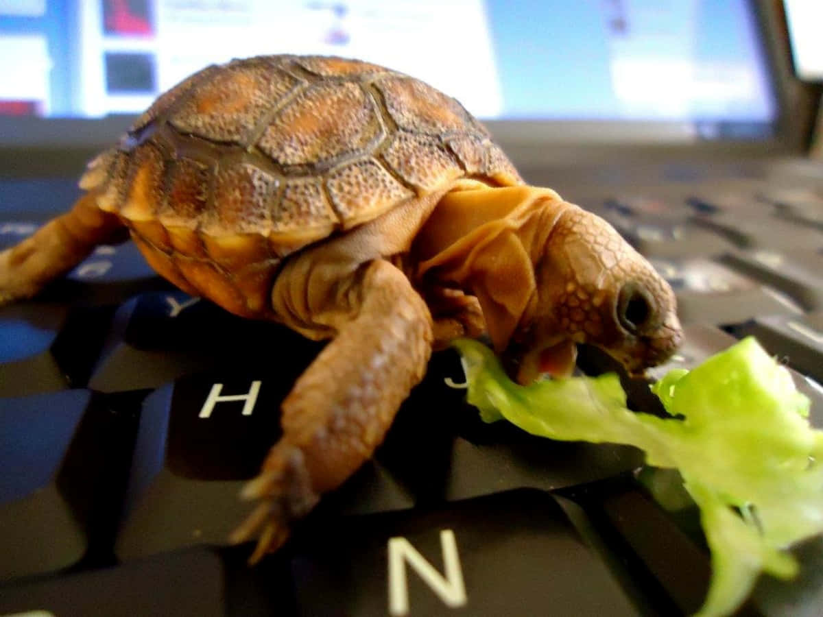 Imagine Țestoasă Adorabilă Relaxându-se la Soare Fundal