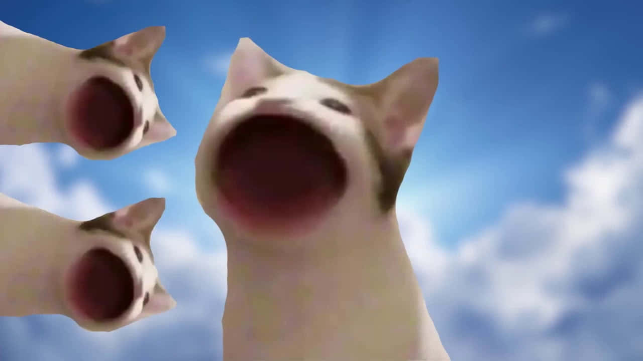 Imaginea virală blestemată cu Pop Cat Fundal