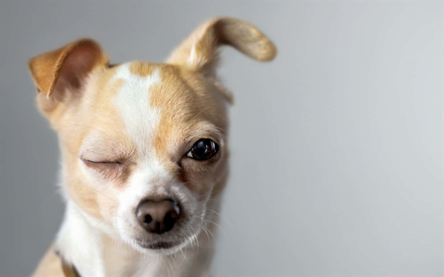 Imagini amuzante cu Chihuahua care face cu ochiul Fundal