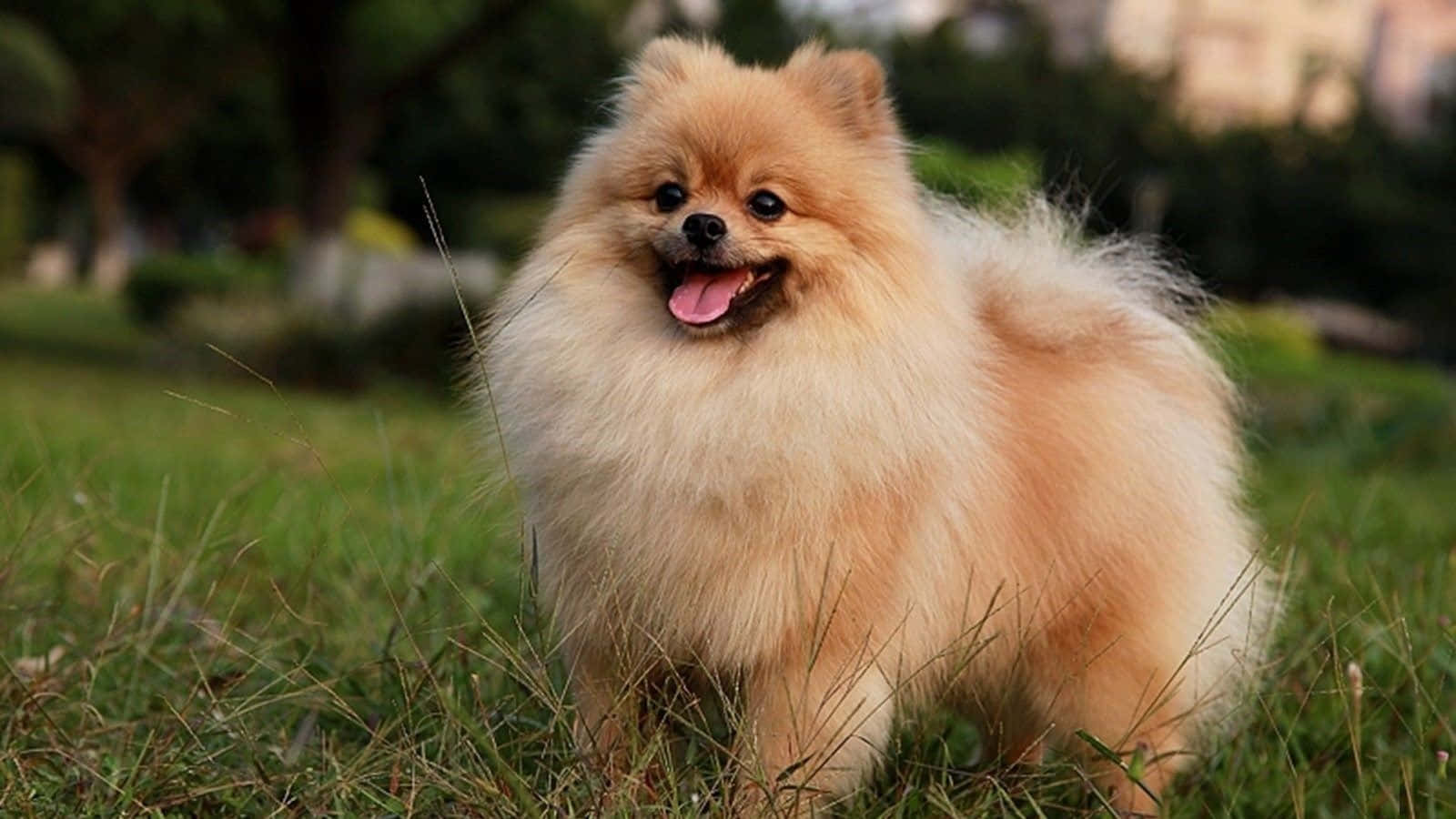 Imagini cu cățeluș Pomeranian care se joacă Fundal