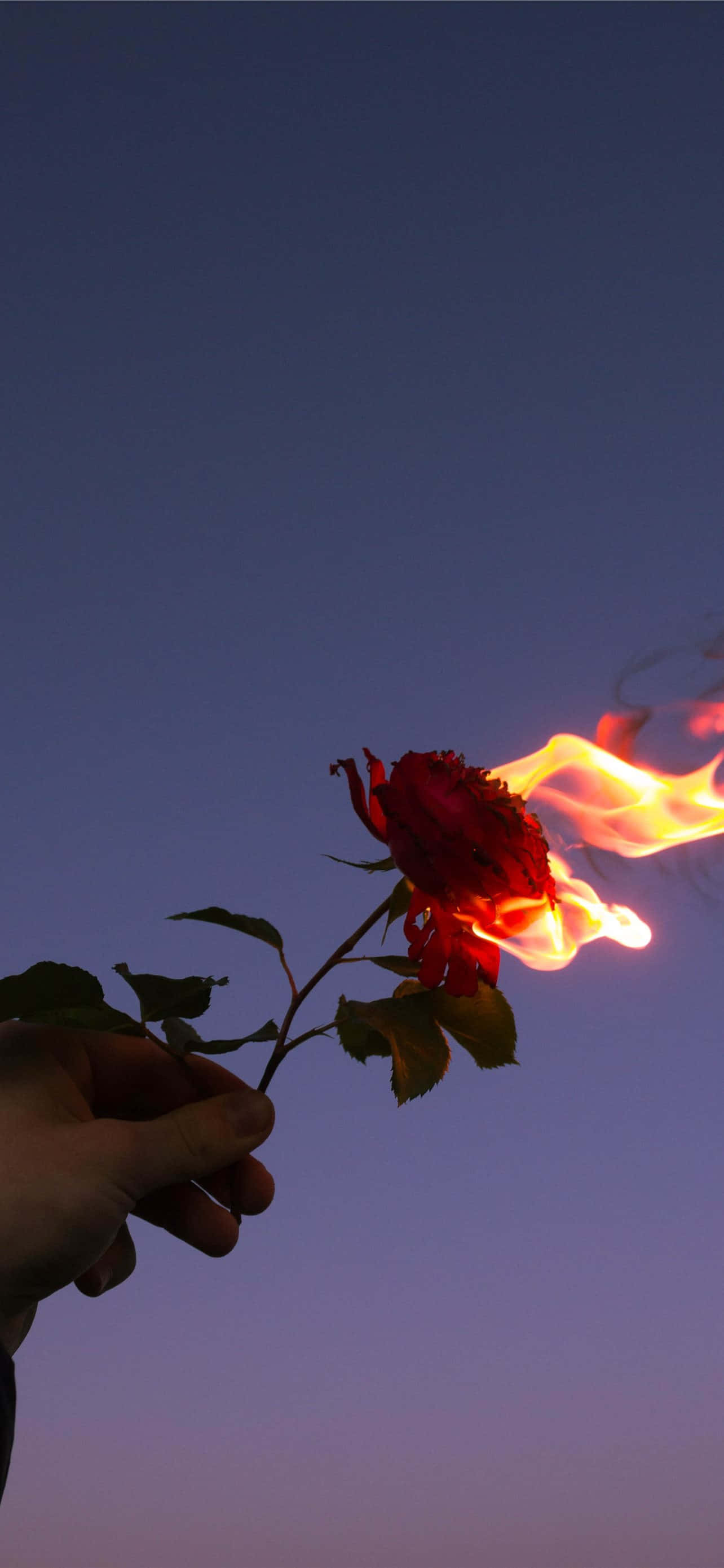 Imagini cu Floare Roșie Fundal