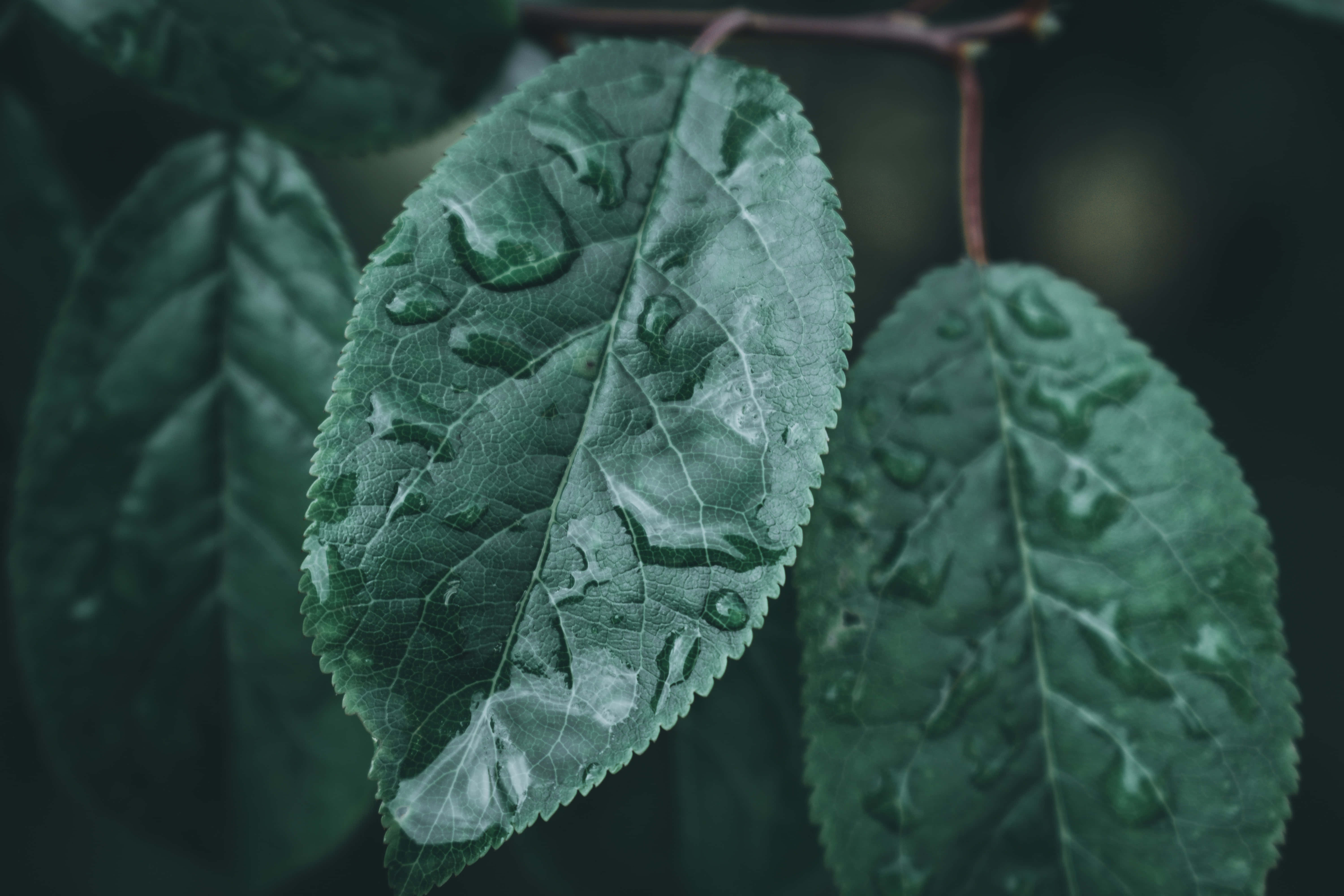 Imagini Estetice Verde Închis Fundal
