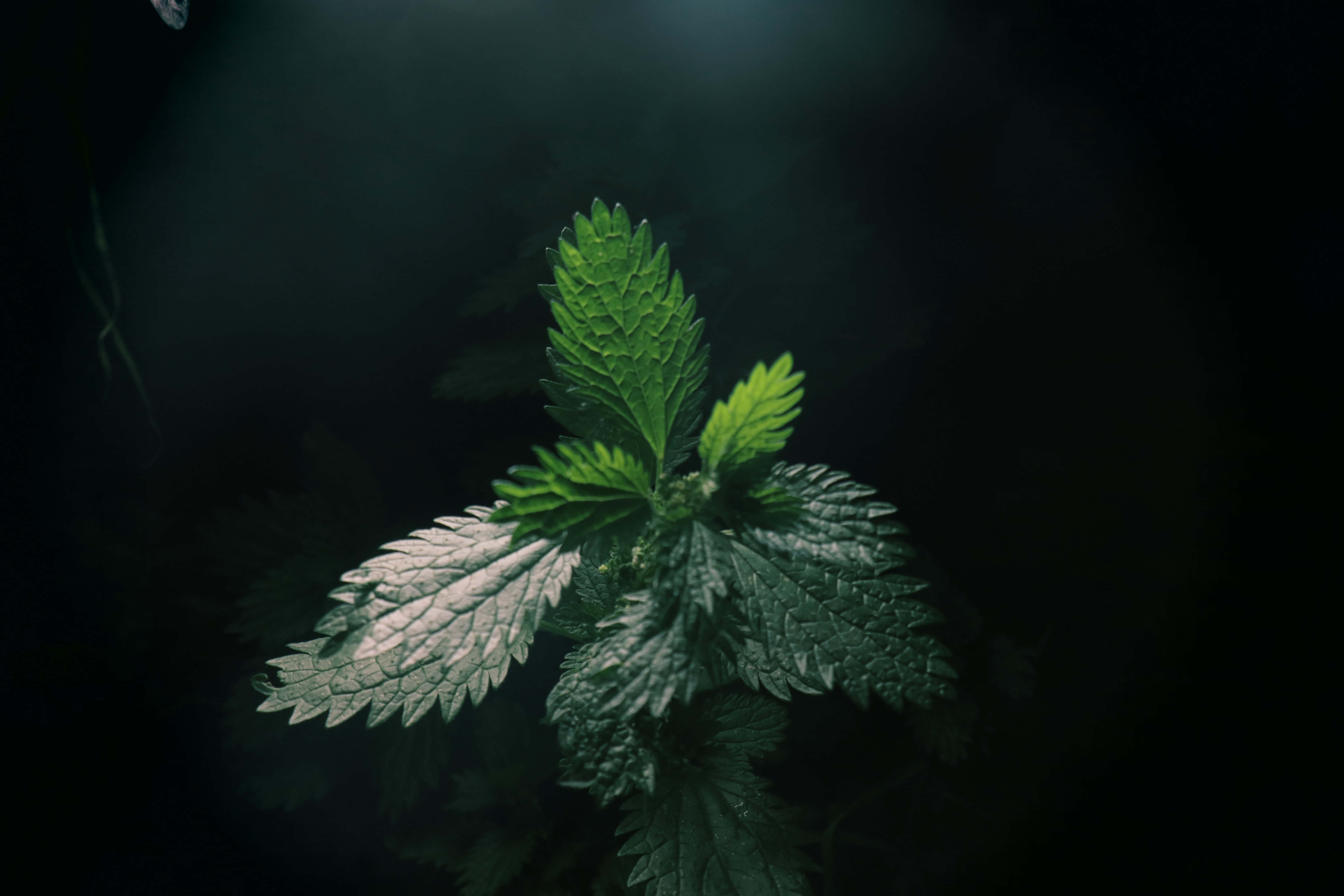 Imagini estetice verde închis Fundal