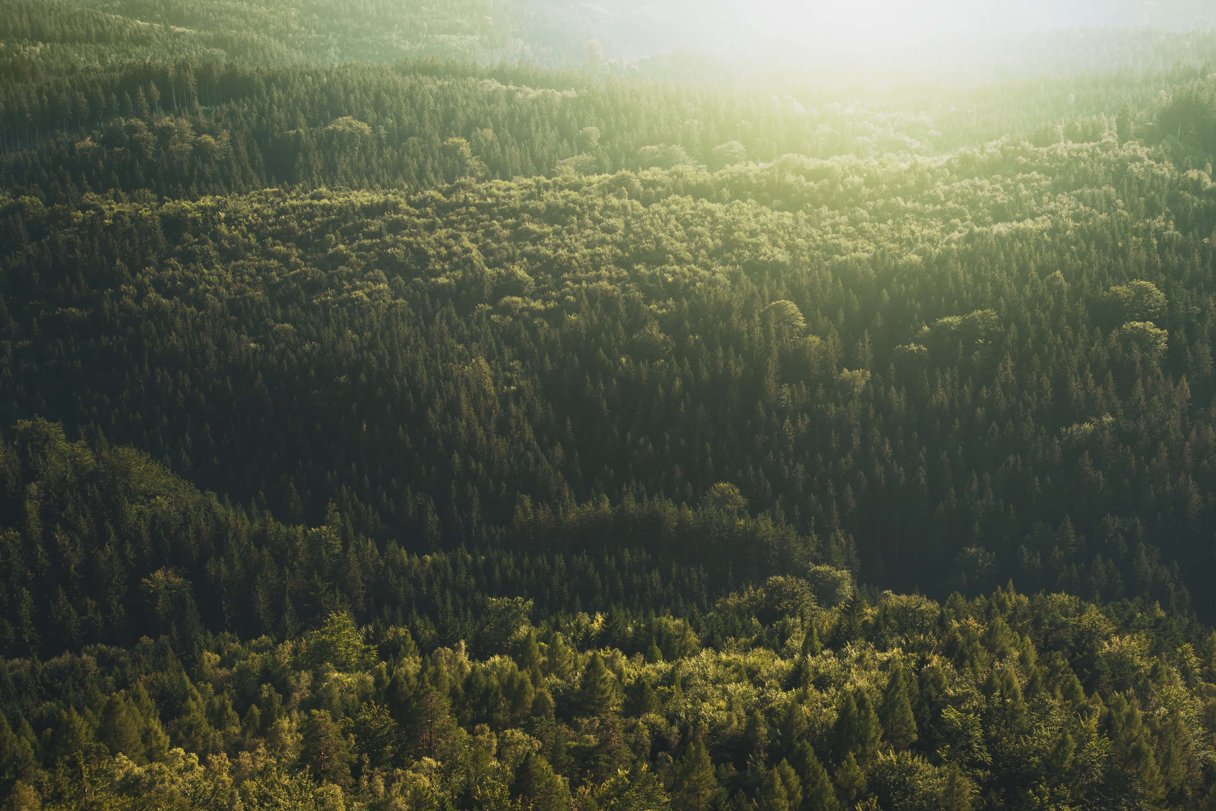 Imagini estetice verde închis Fundal