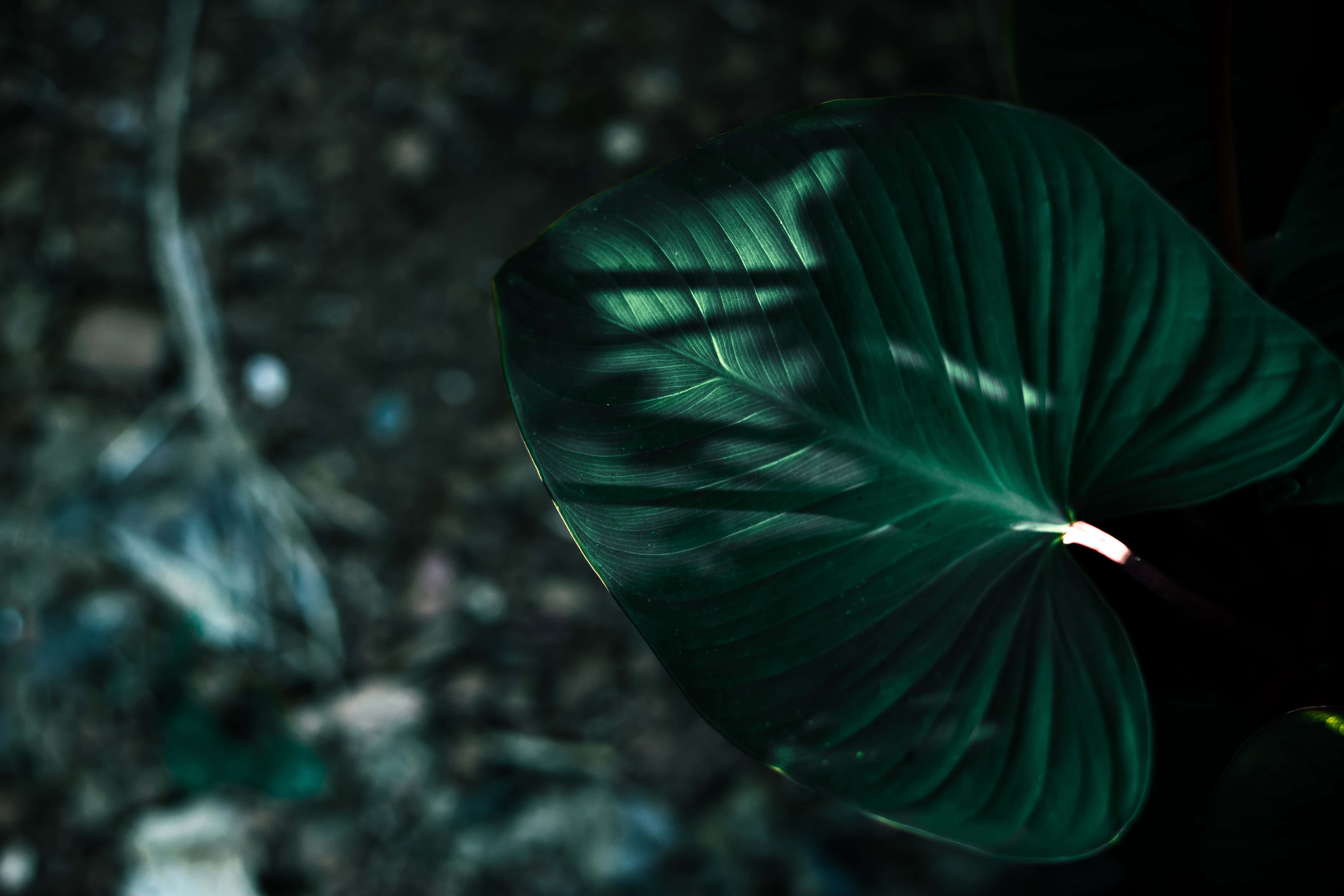 Imagini estetice verde închis Fundal