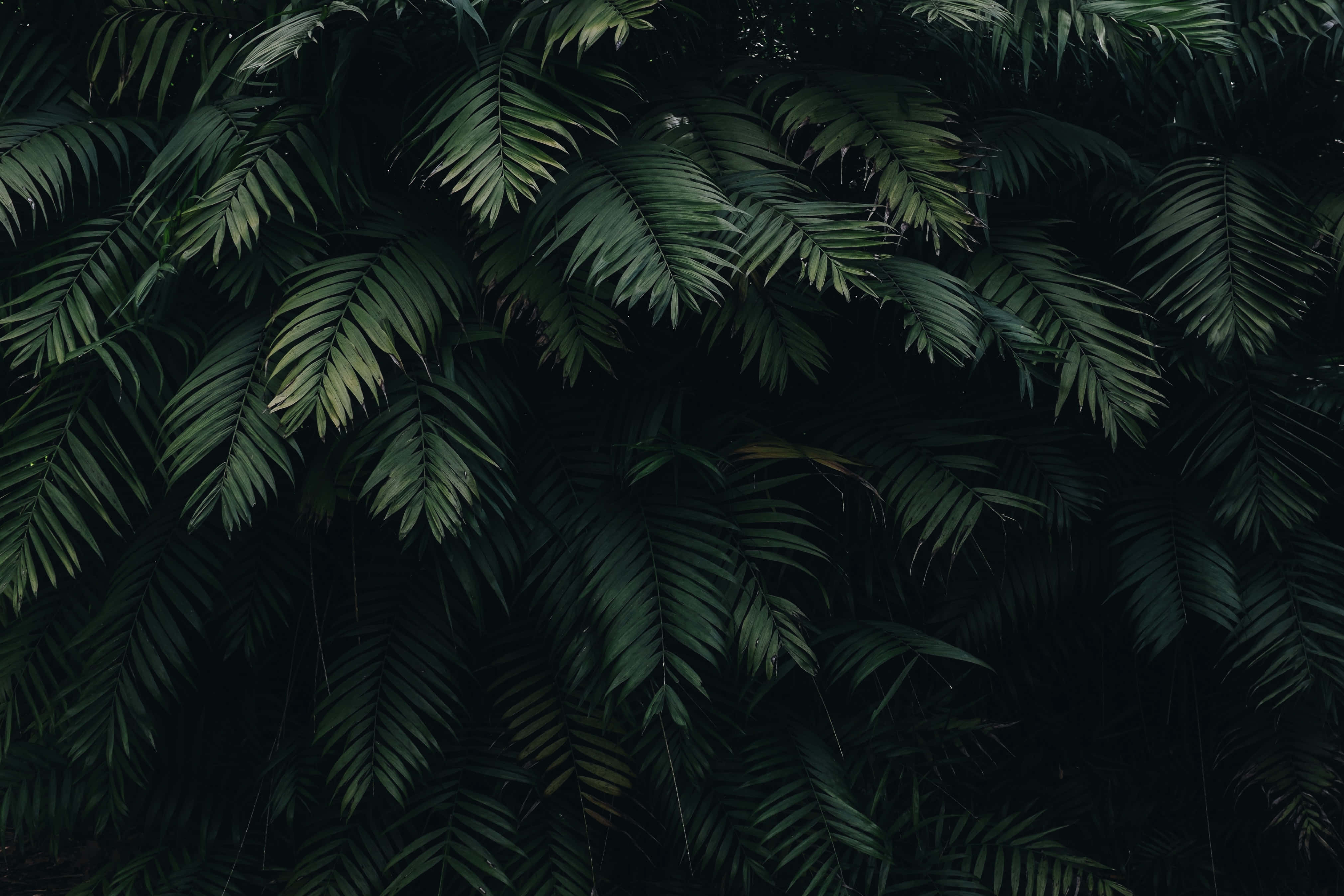 Imagini estetice verde închis Fundal