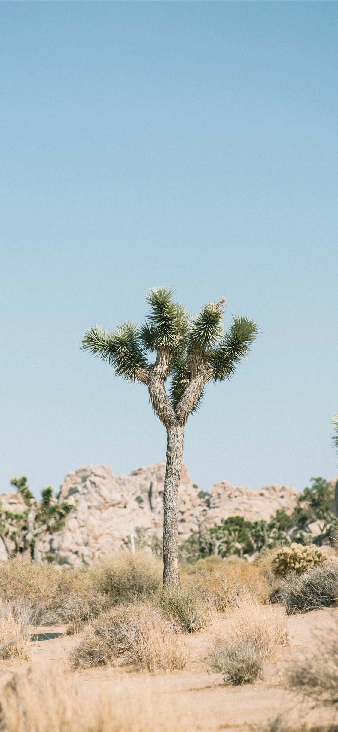 Imagini Solitare Joshua Tree Fundal