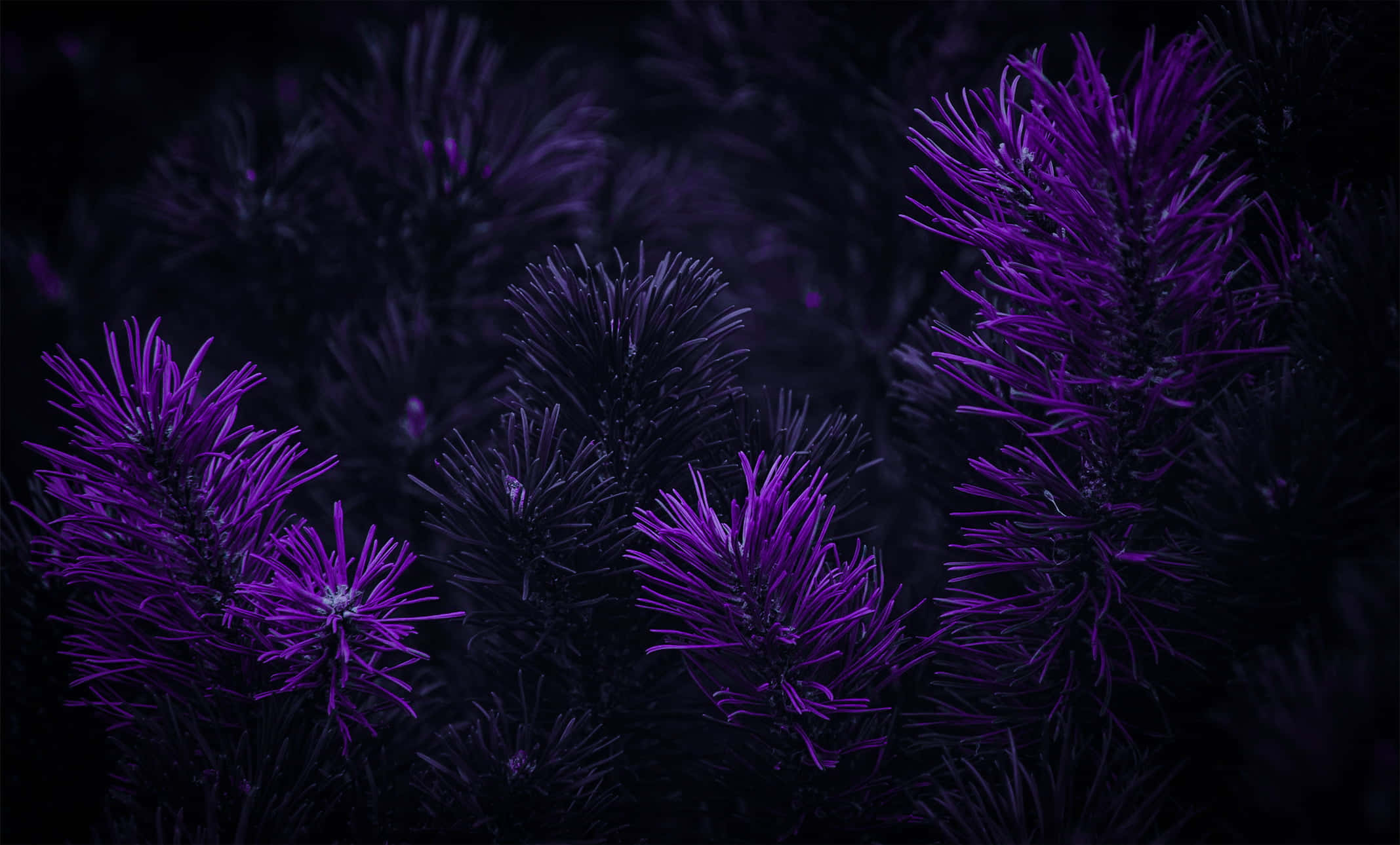 Îmbrățișează frumusețea violetului închis Fundal