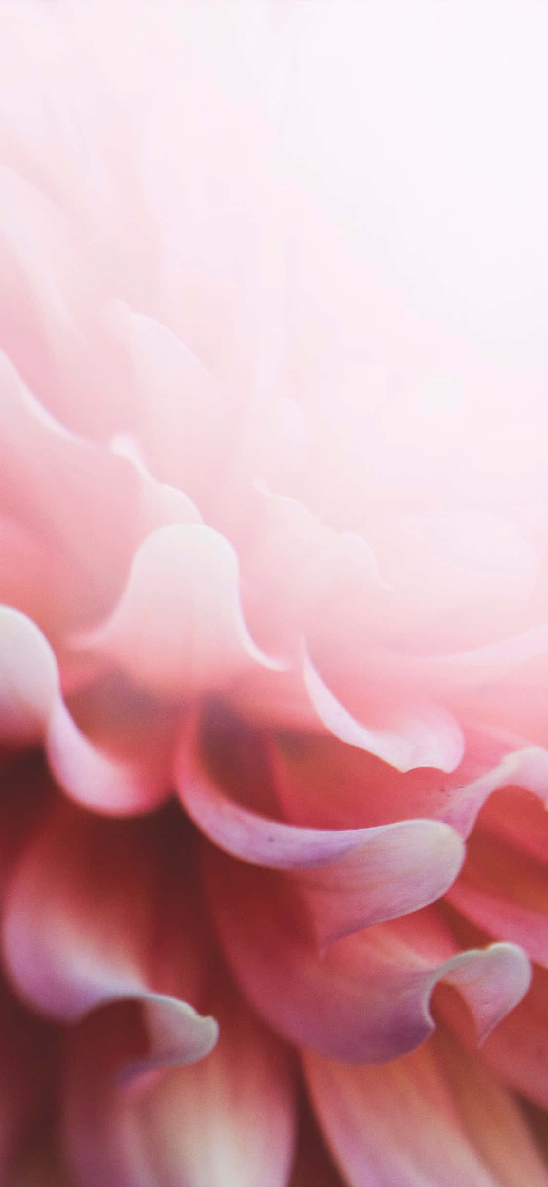 Îmbunătățiți orice look cu acest iPhone floral roz deschis Fundal