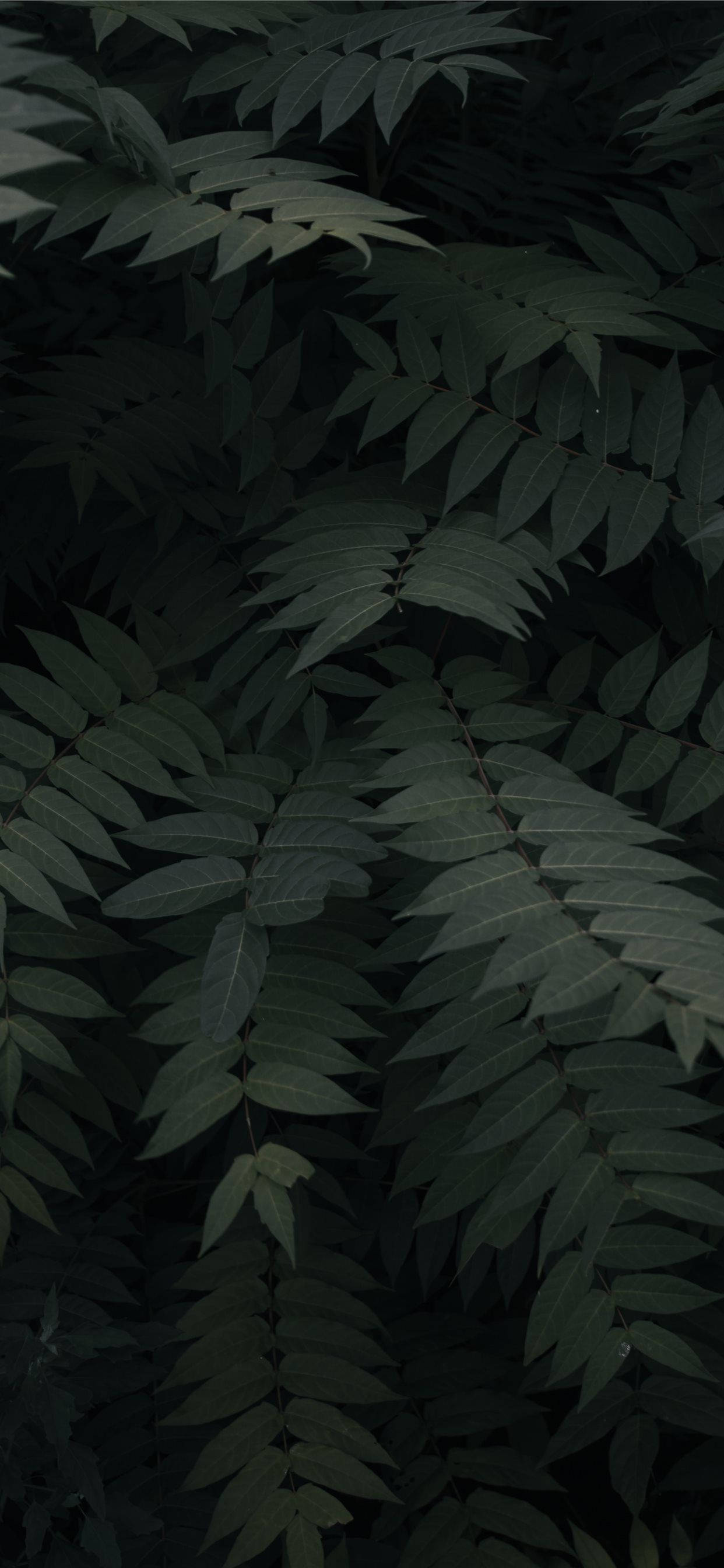 Împrospătează-ți ziua cu natura acasă Fundal