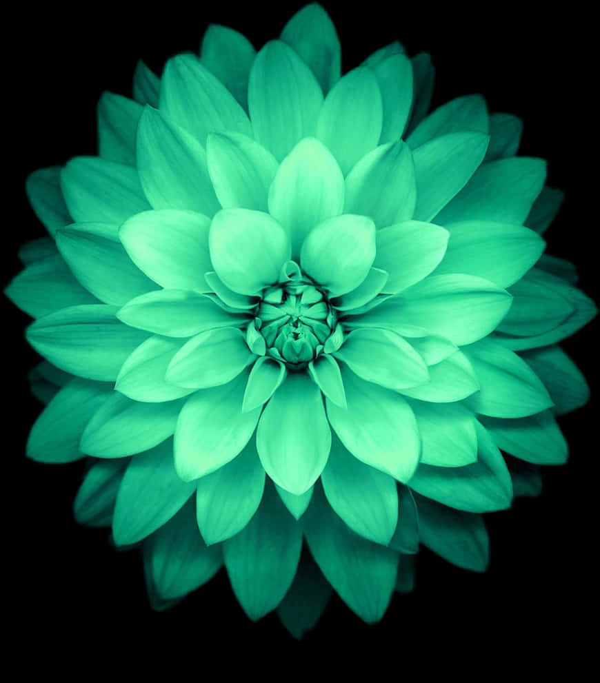 Înflorire de Dahlia Smarald Fundal