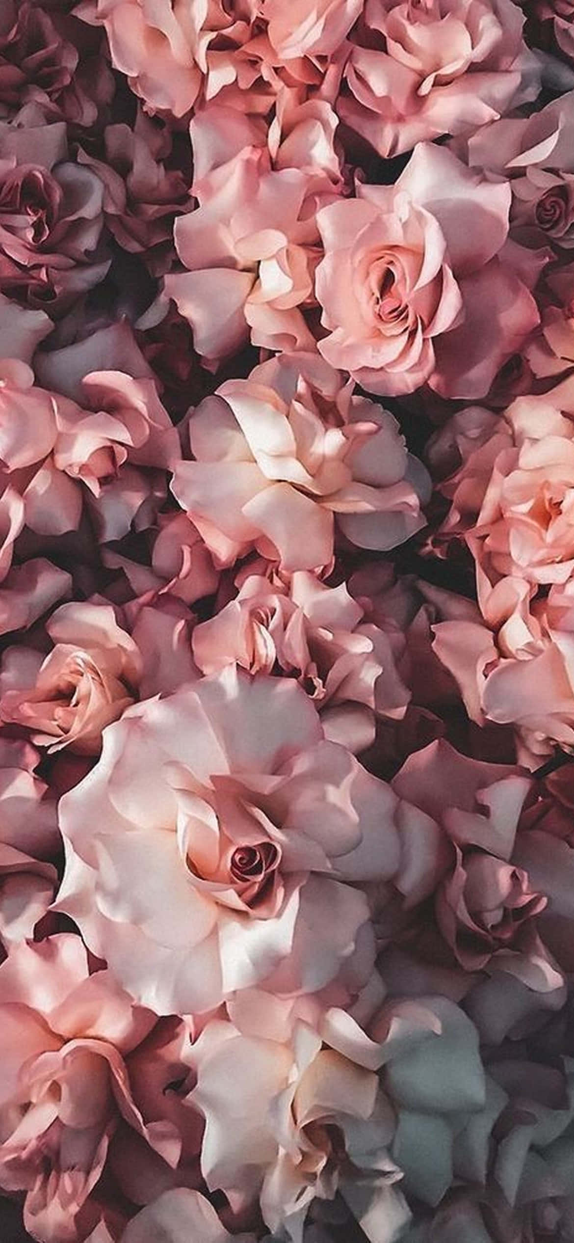 Înflorire Exquisită - Design Vibrant de Flori pentru iPhone Fundal