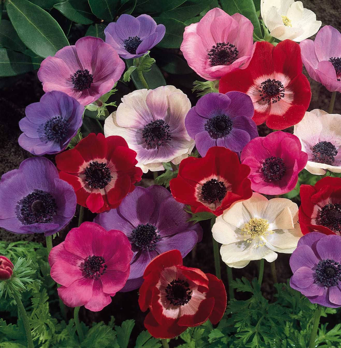 Inflorirea Anemonelor Fundal