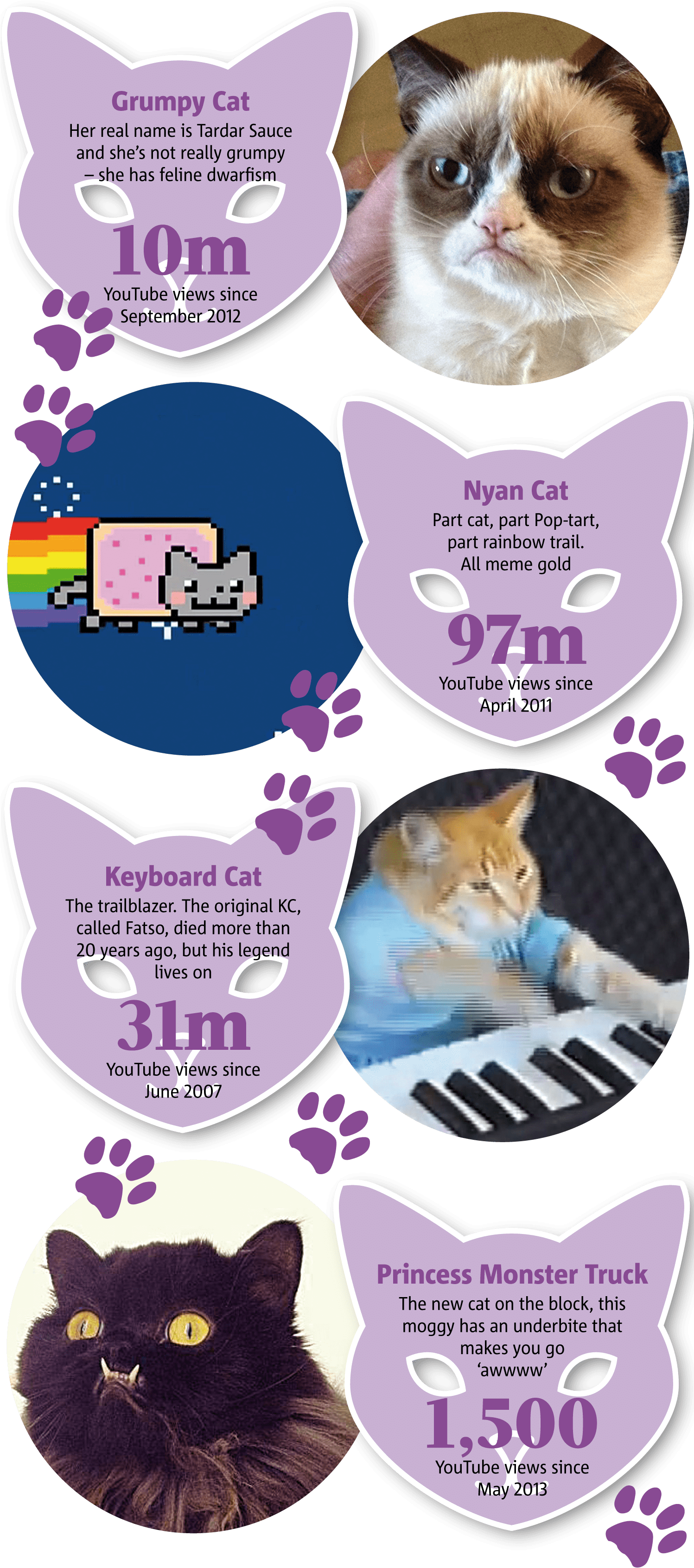 Infografică cu pisicile celebre de internet Fundal