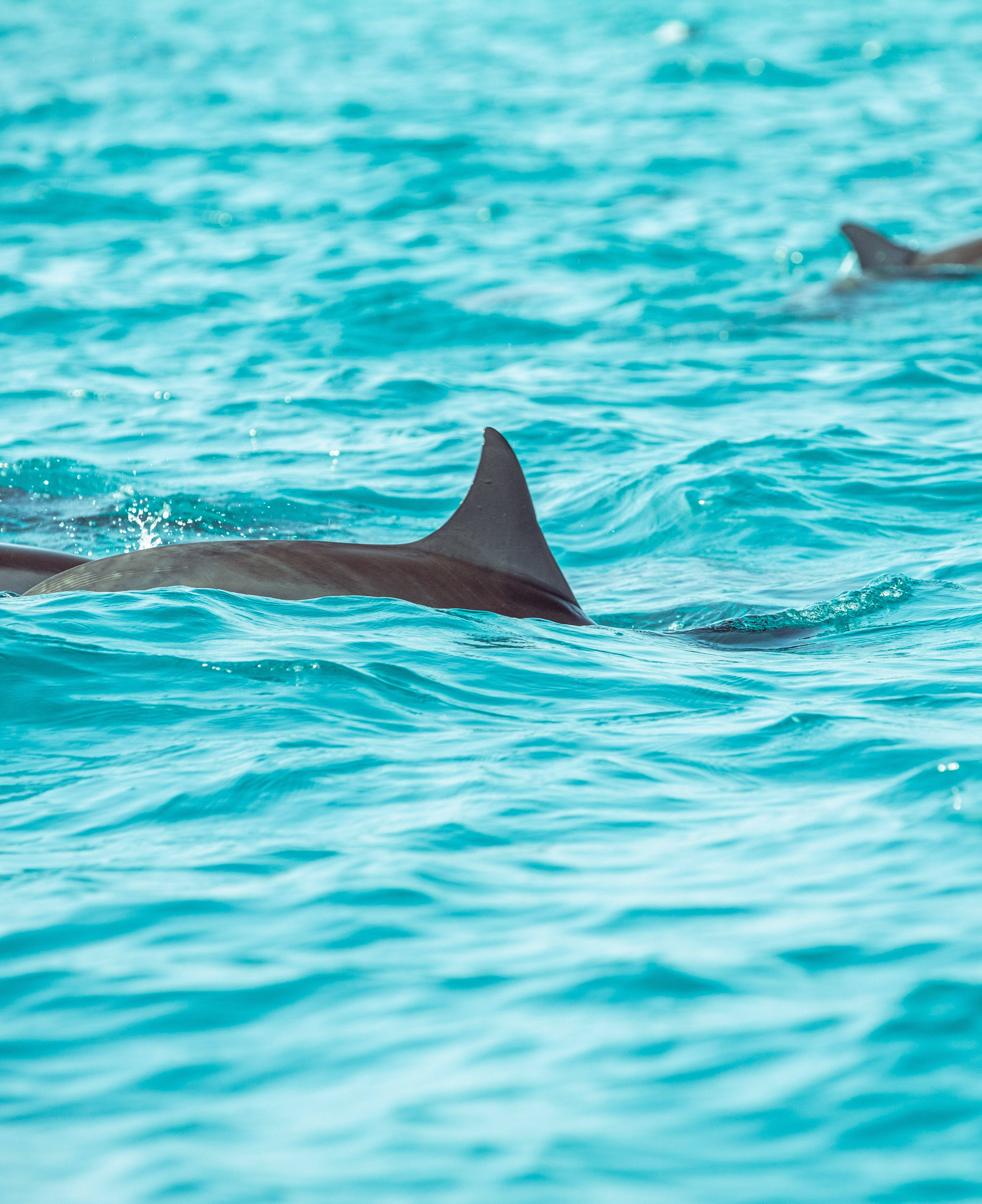 Înotătoarea dorsală mică a unui delfin Fundal
