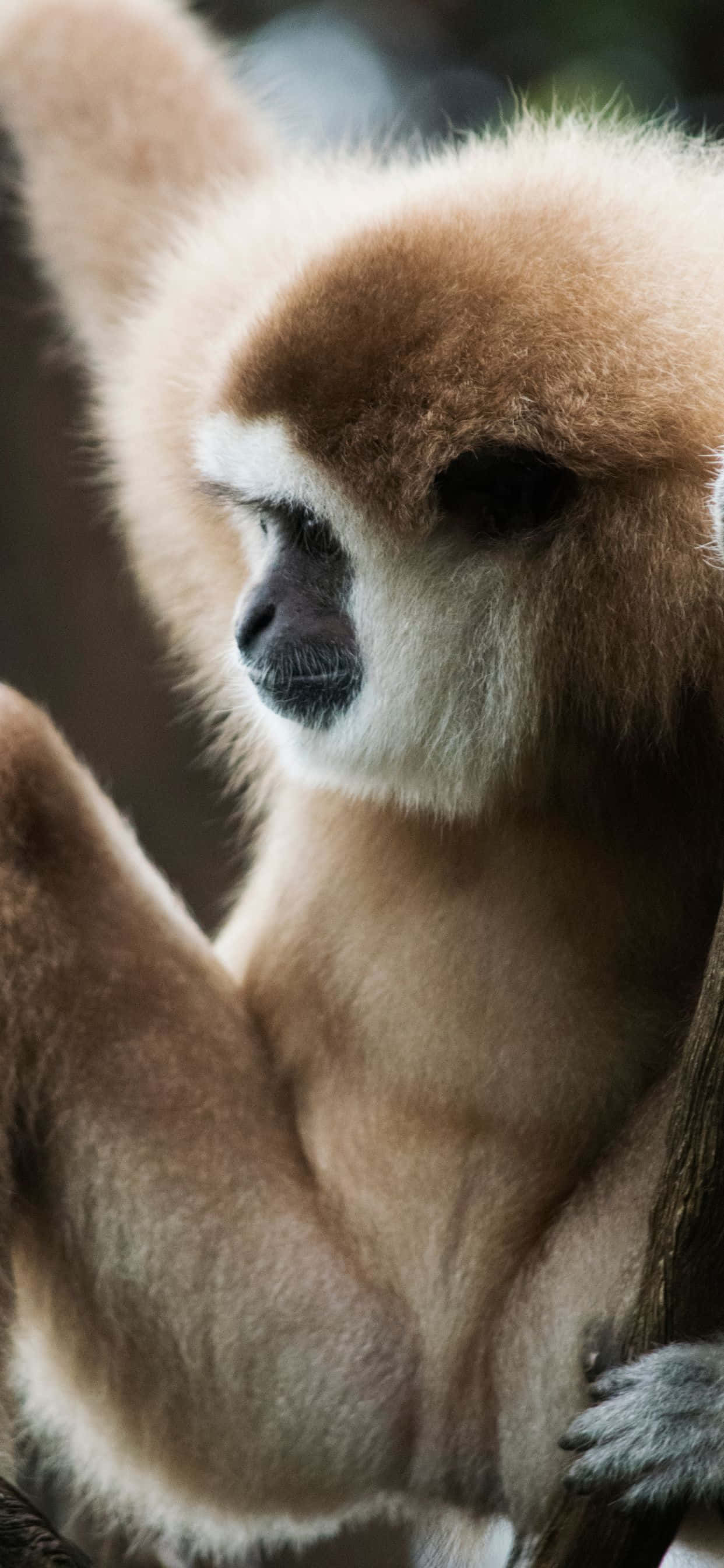 Inspiră-te de iPhone Xs Max Gibbon Fundal