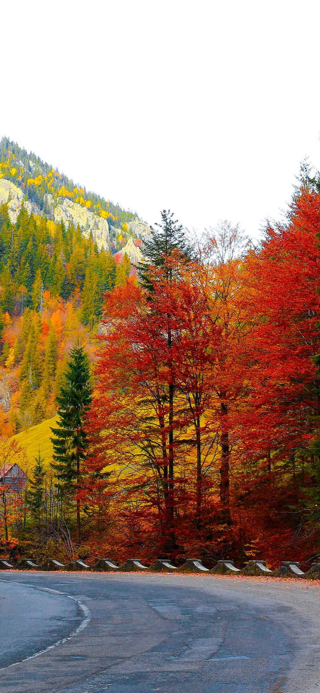 Inspiră-te toamna aceasta cu magia iPhone Xs Max Fundal