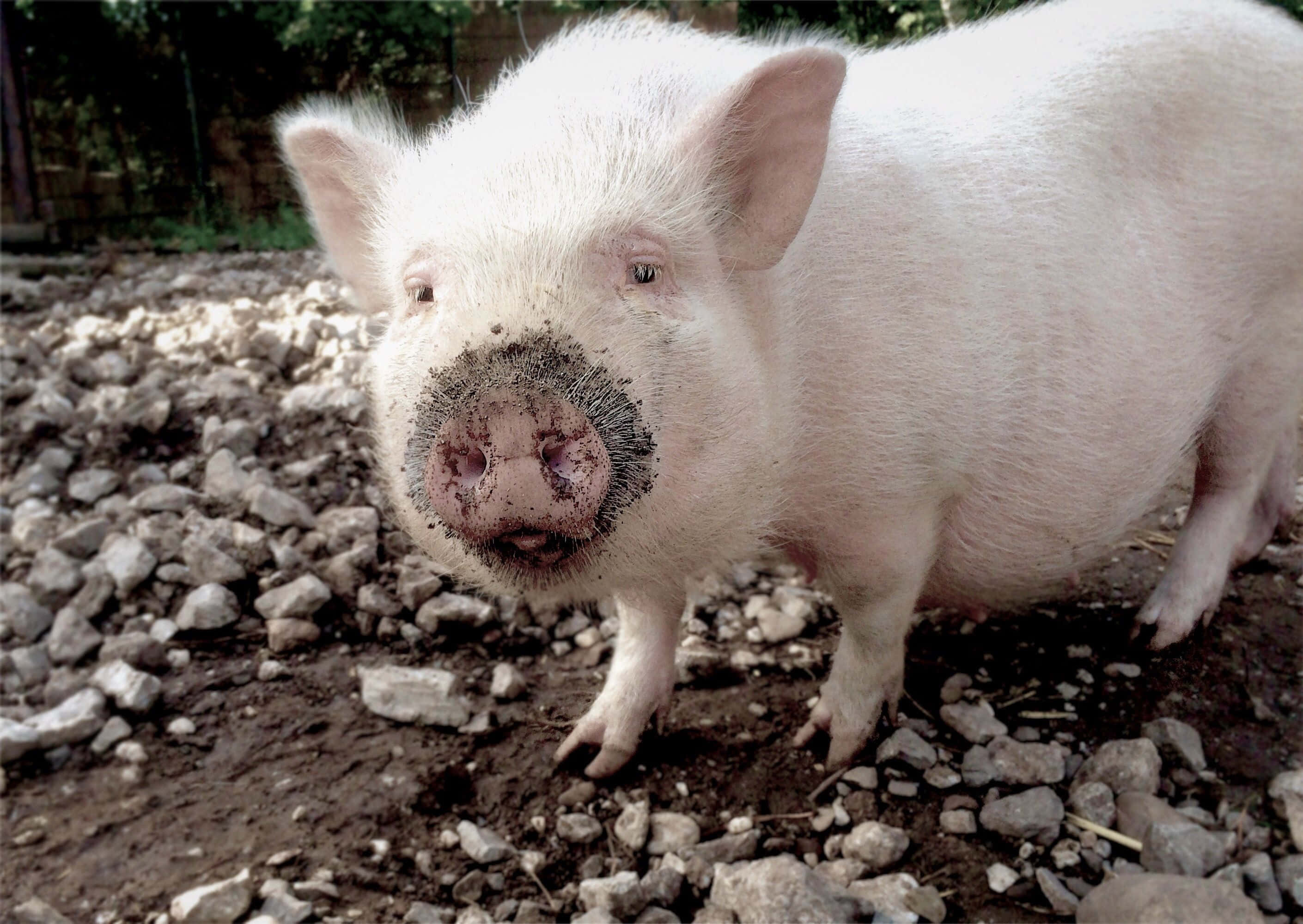 Întâlnește-o pe Peppa, cea mai drăguță purcelușă de la fermă Fundal