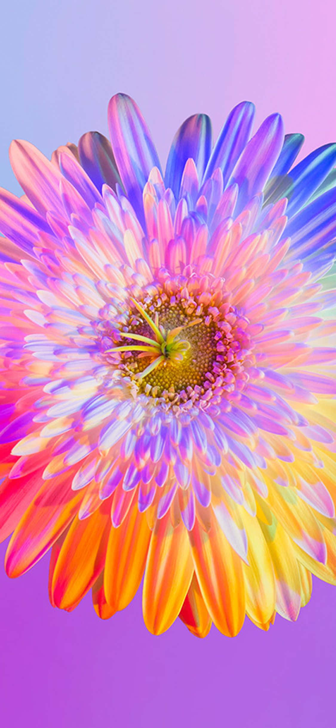 Înveselește-ți ziua cu acest minunat wallpaper iPhone cu floarea curcubeu! Fundal