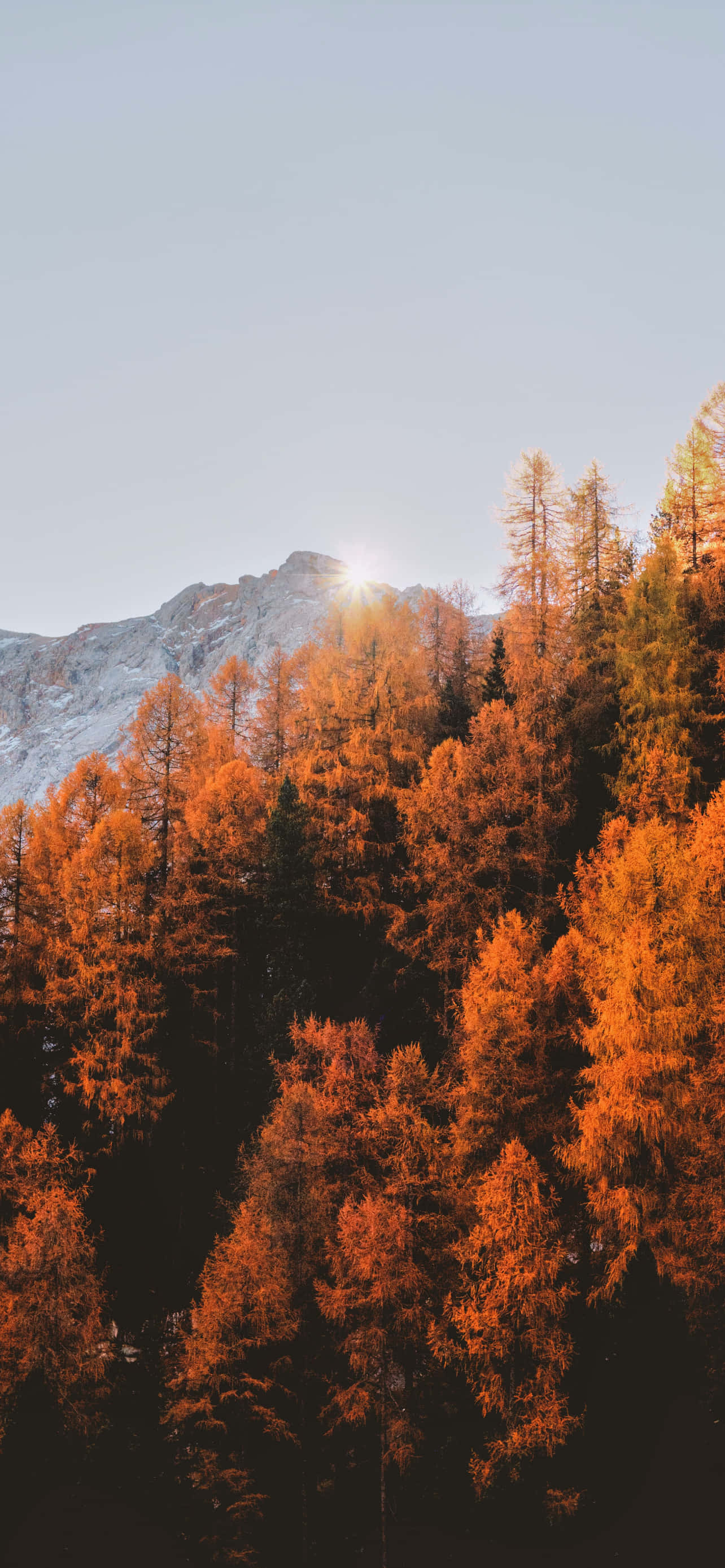 iPhone Fall Aesthetic Orange Forest Fundal