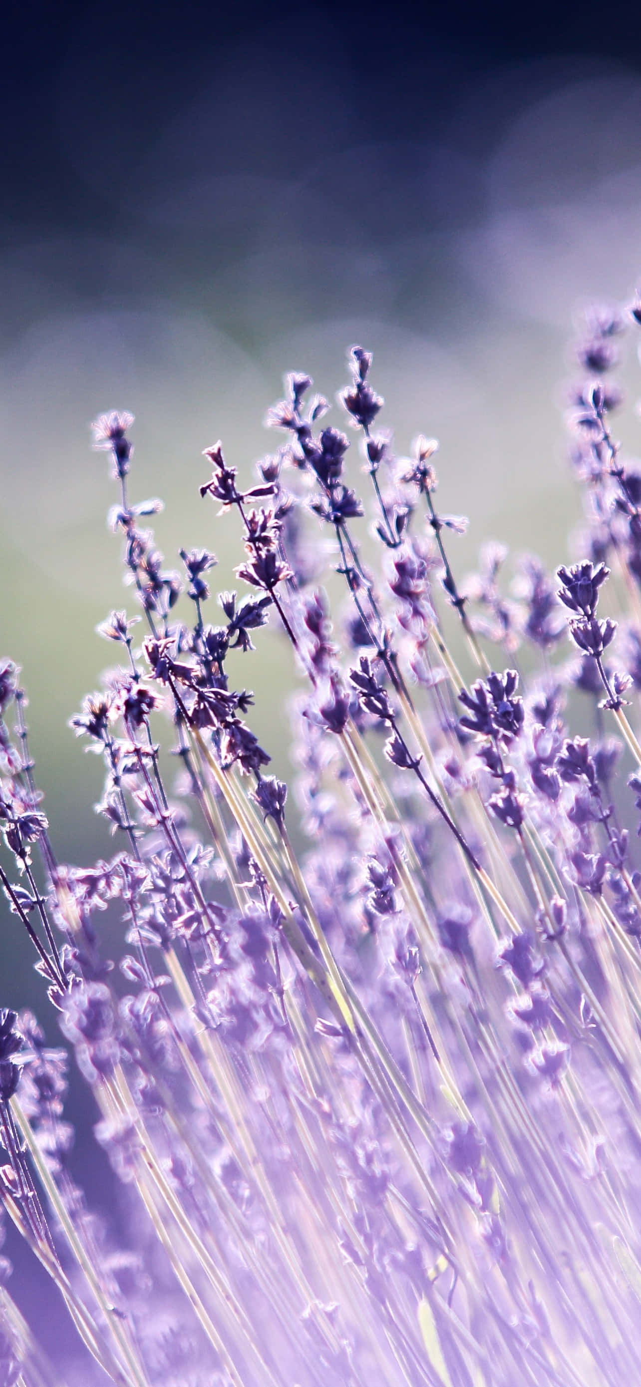 Fond iPhone Lavanda Estetică Neclară Gri Fundal
