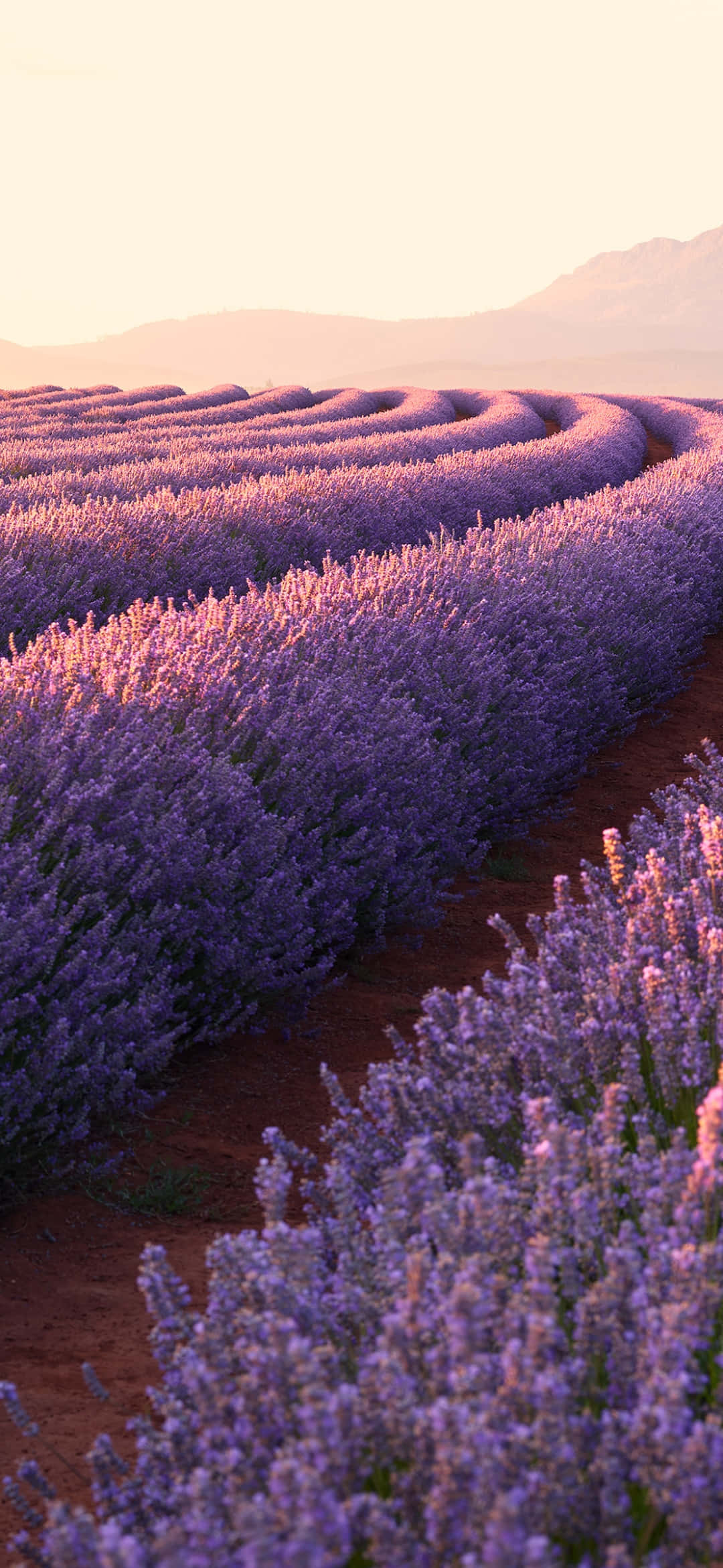 iPhone Lavender Aesthetic Câmp De Flori Fundal