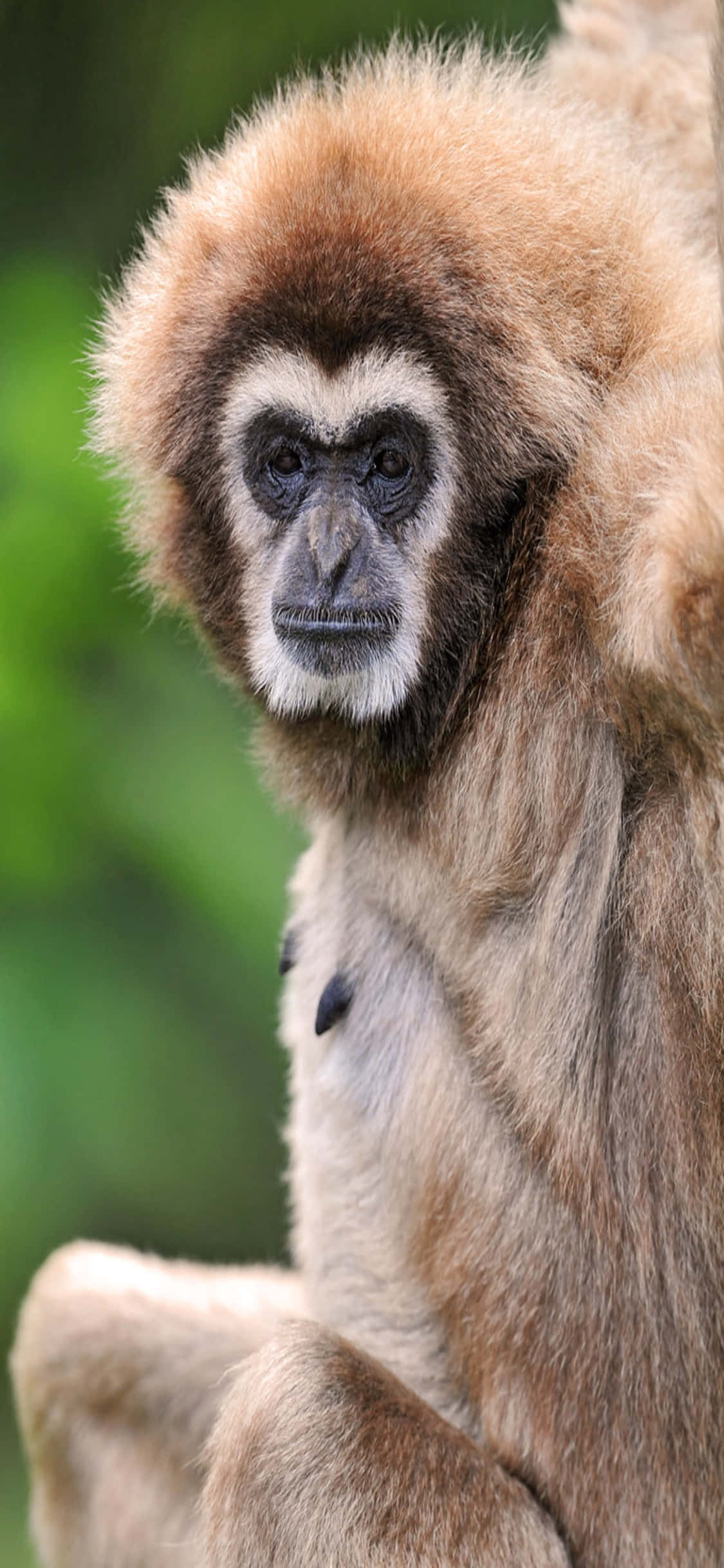 iPhone X Gibbon Fundal Gibbon Adult Sanatos Fundal