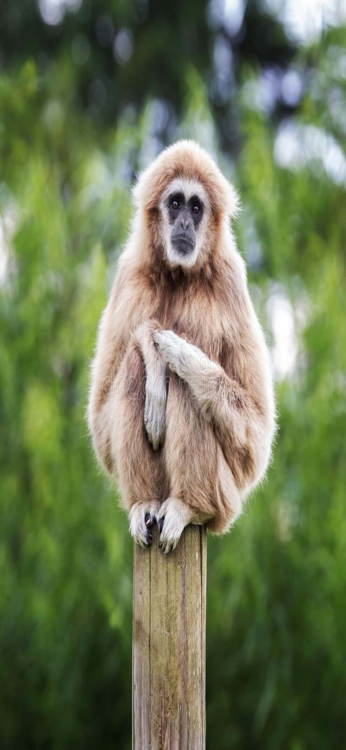 iPhone X Gibbon Background Fundal