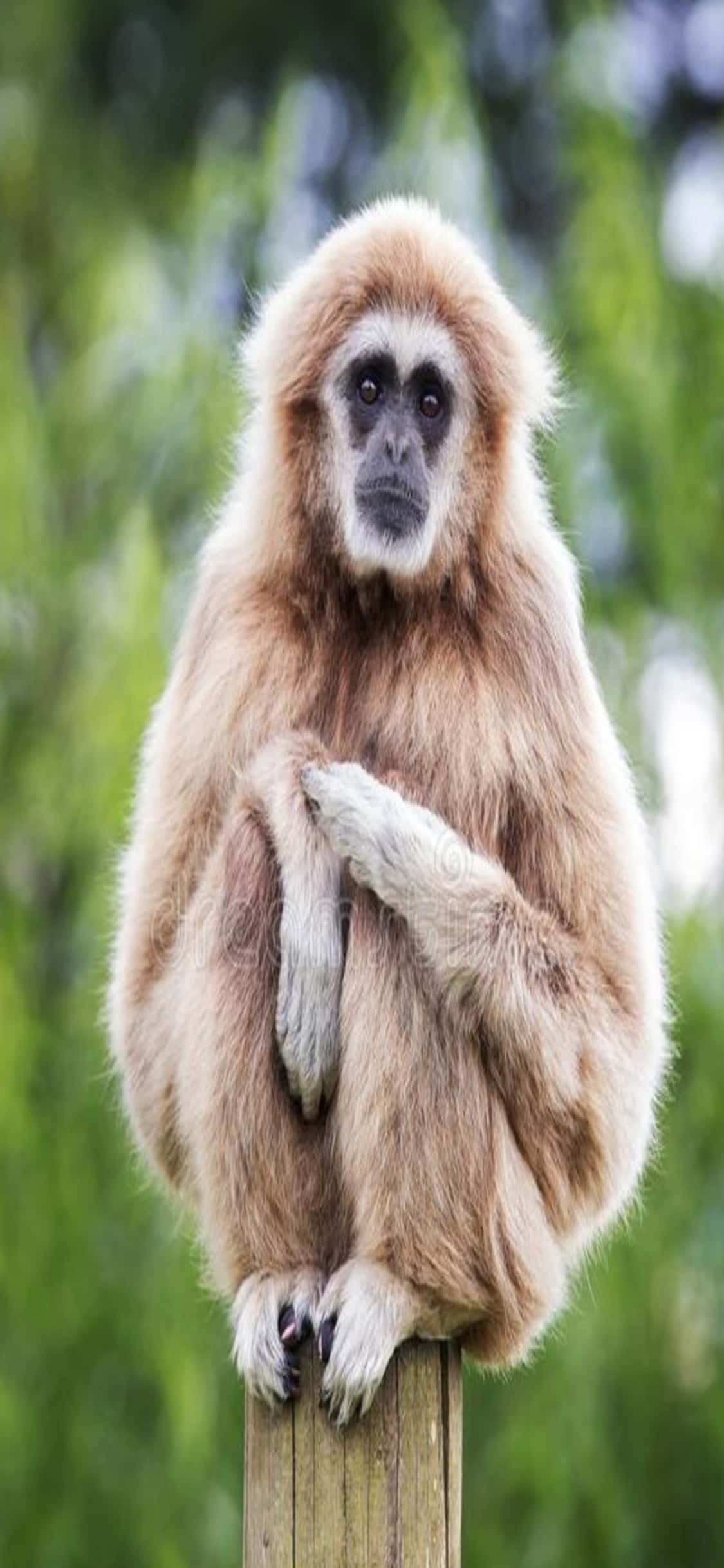 iPhone X Gibbon Fundal Gibbon Stând Pe Un Stâlp Fundal