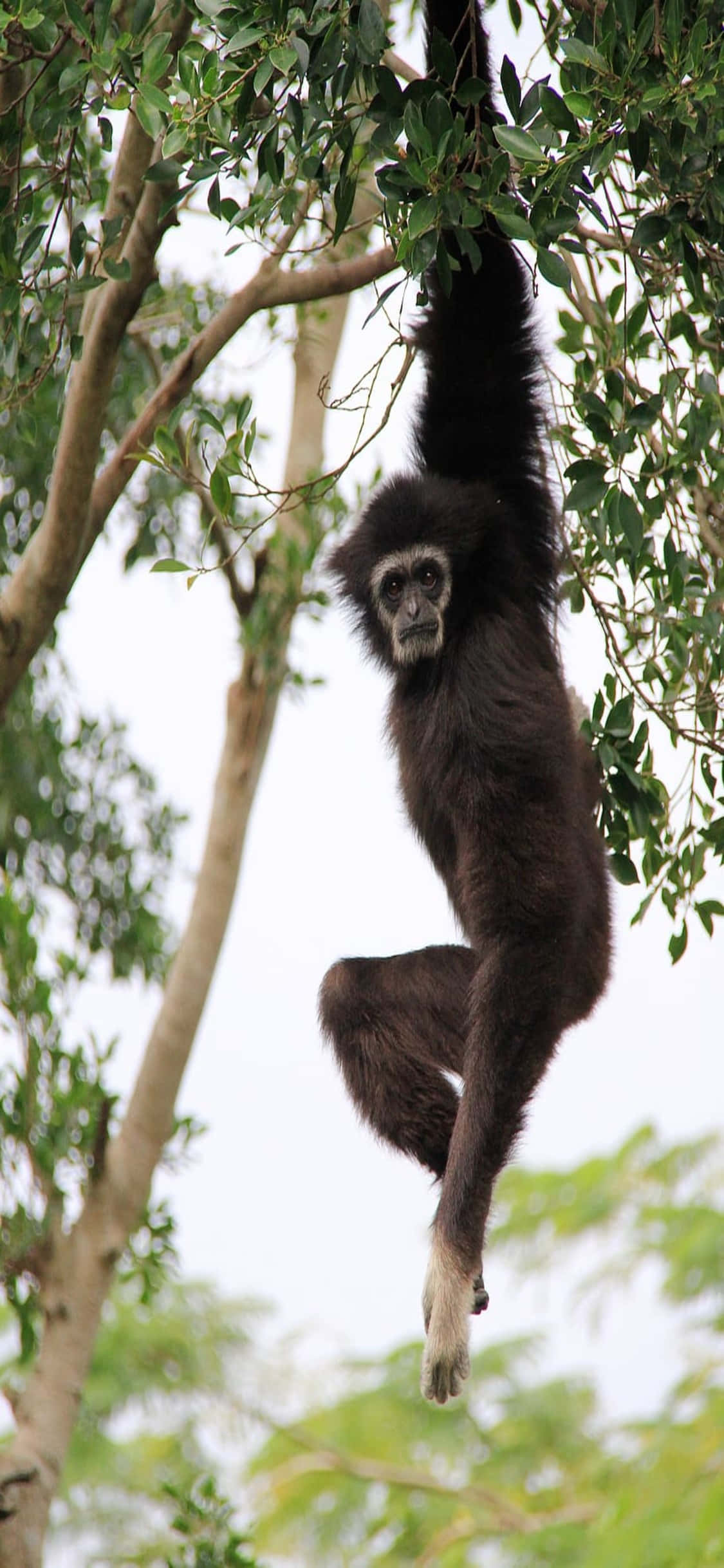 iPhone X Gibbon Fundal Tânăr Gibbon Agățat de un Copac Fundal
