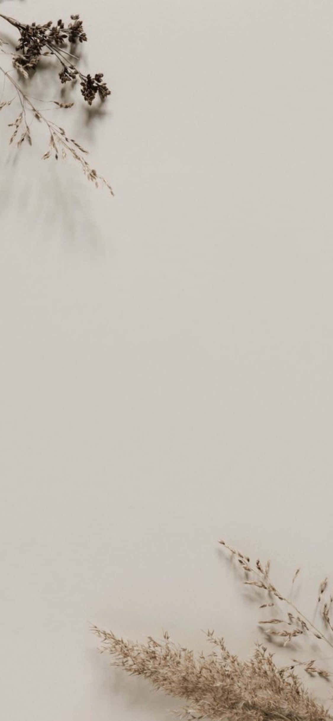iPhone X Minimal Fundal Frunze Uscate Fundal